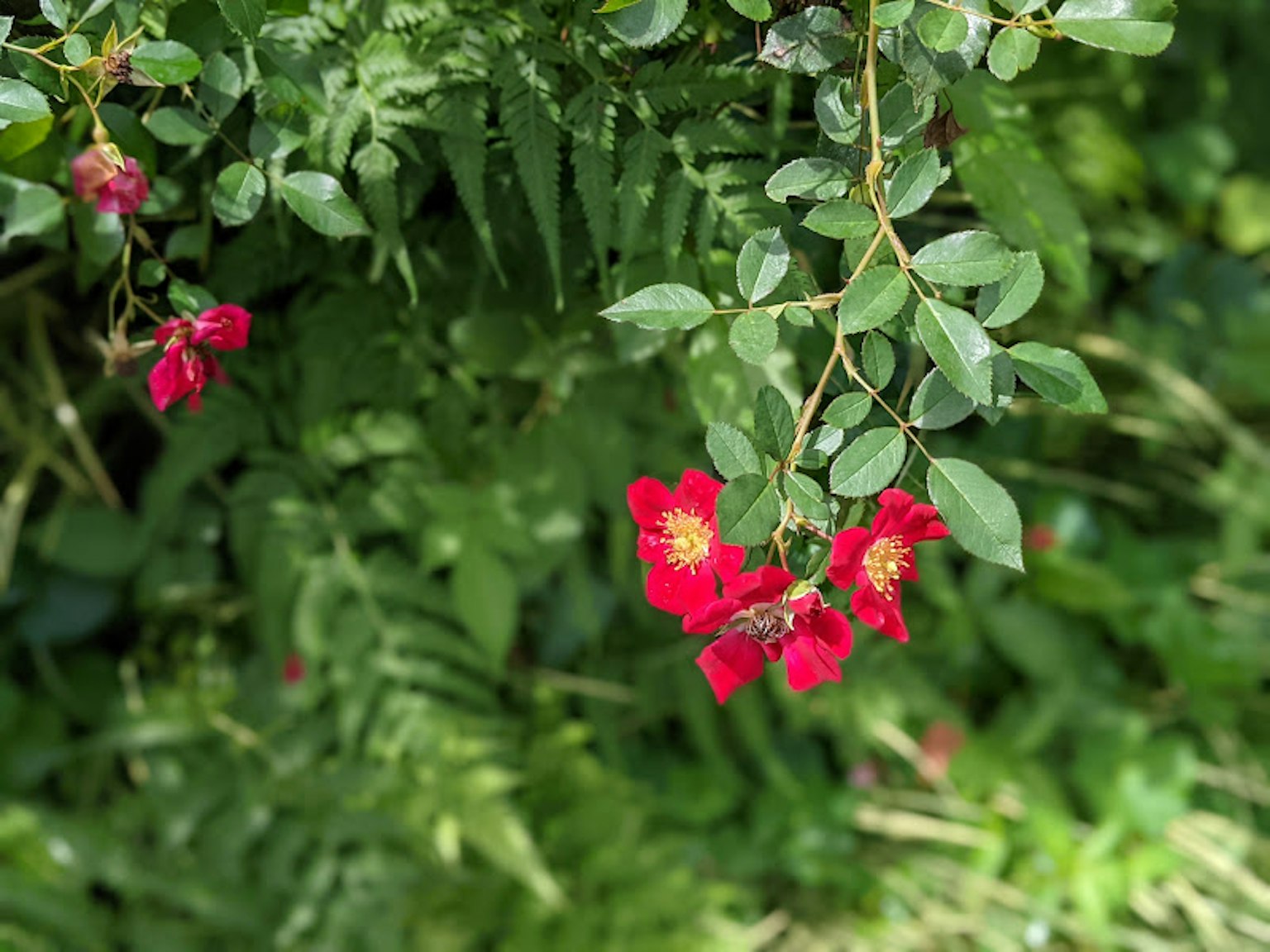 Lebendige rote Blumen umgeben von üppigem grünem Laub