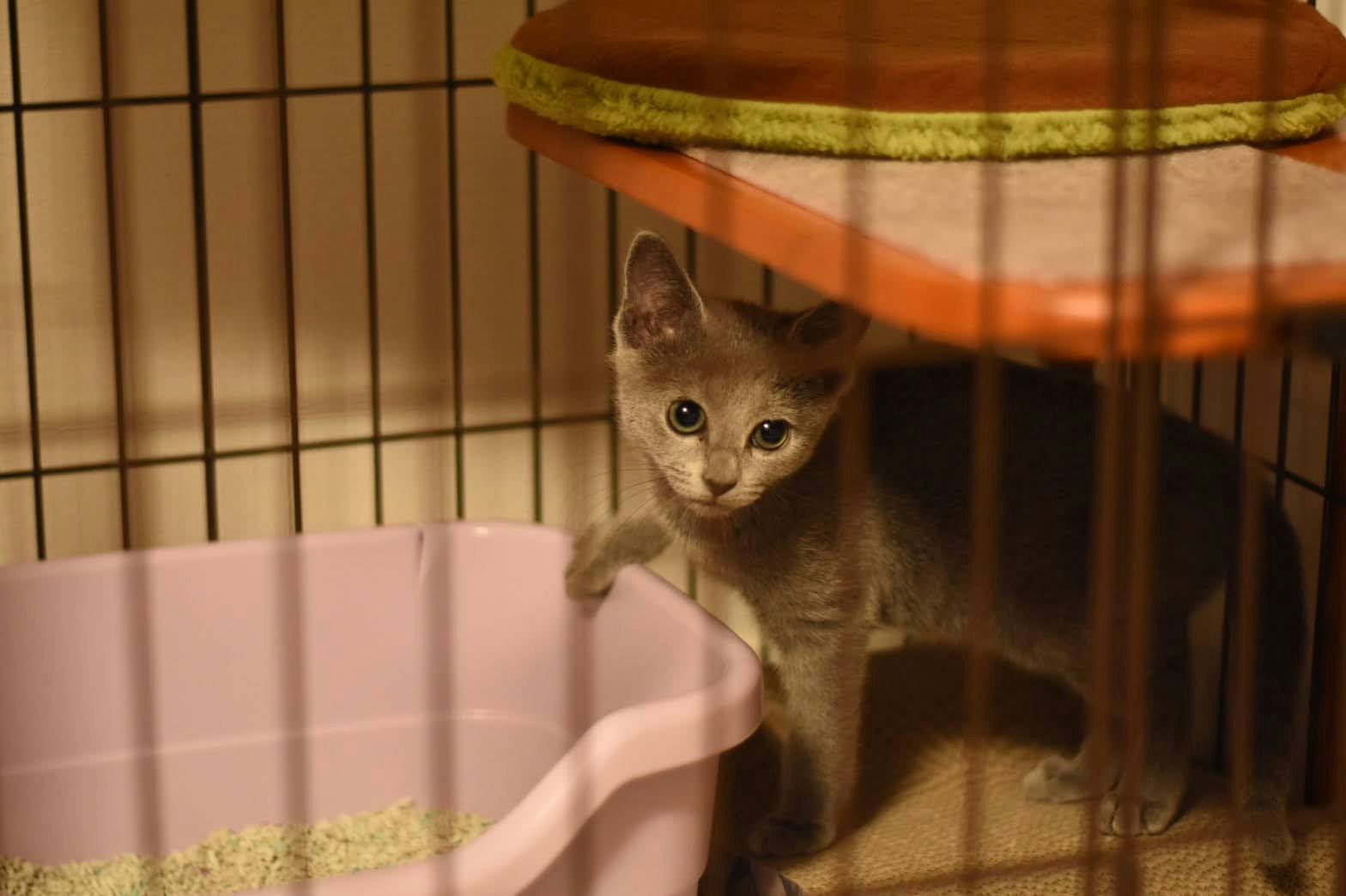 猫がケージ内のトイレ付近で見つめる