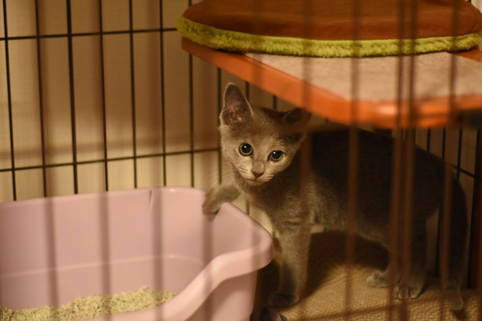 Graues Kätzchen in einem Käfig neben einer Katzentoilette