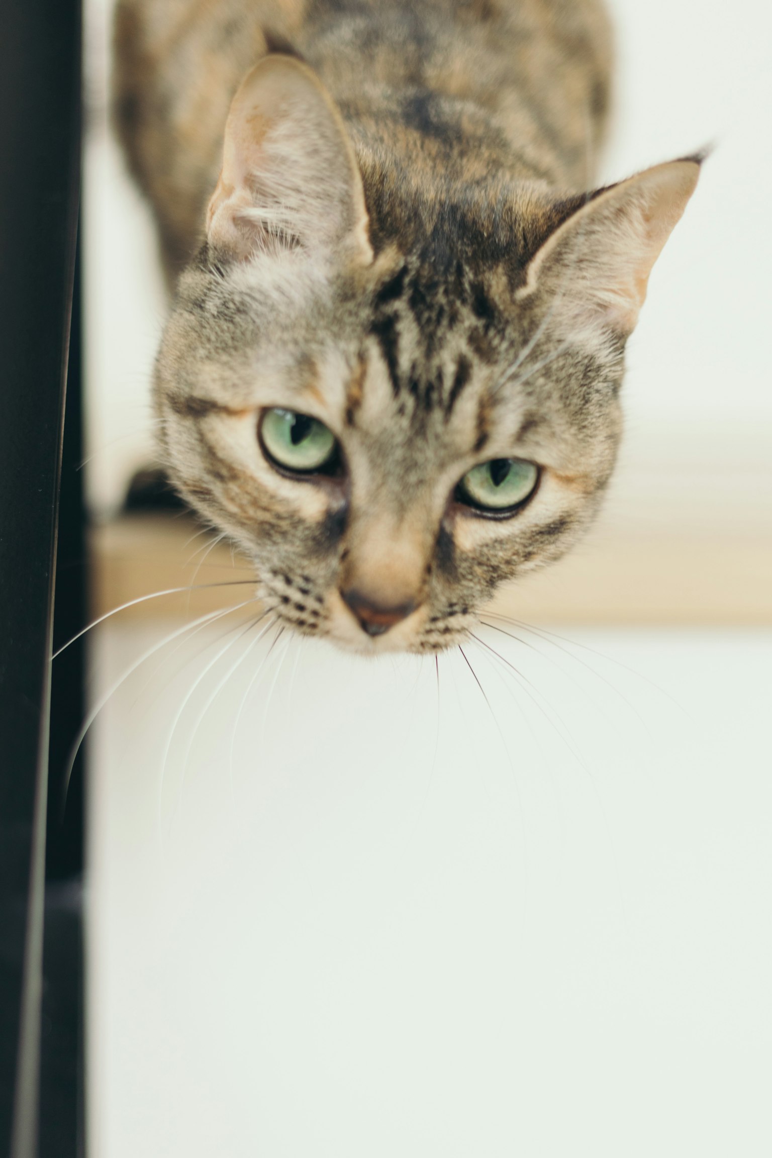 A cat walking on a shelf with green eyes