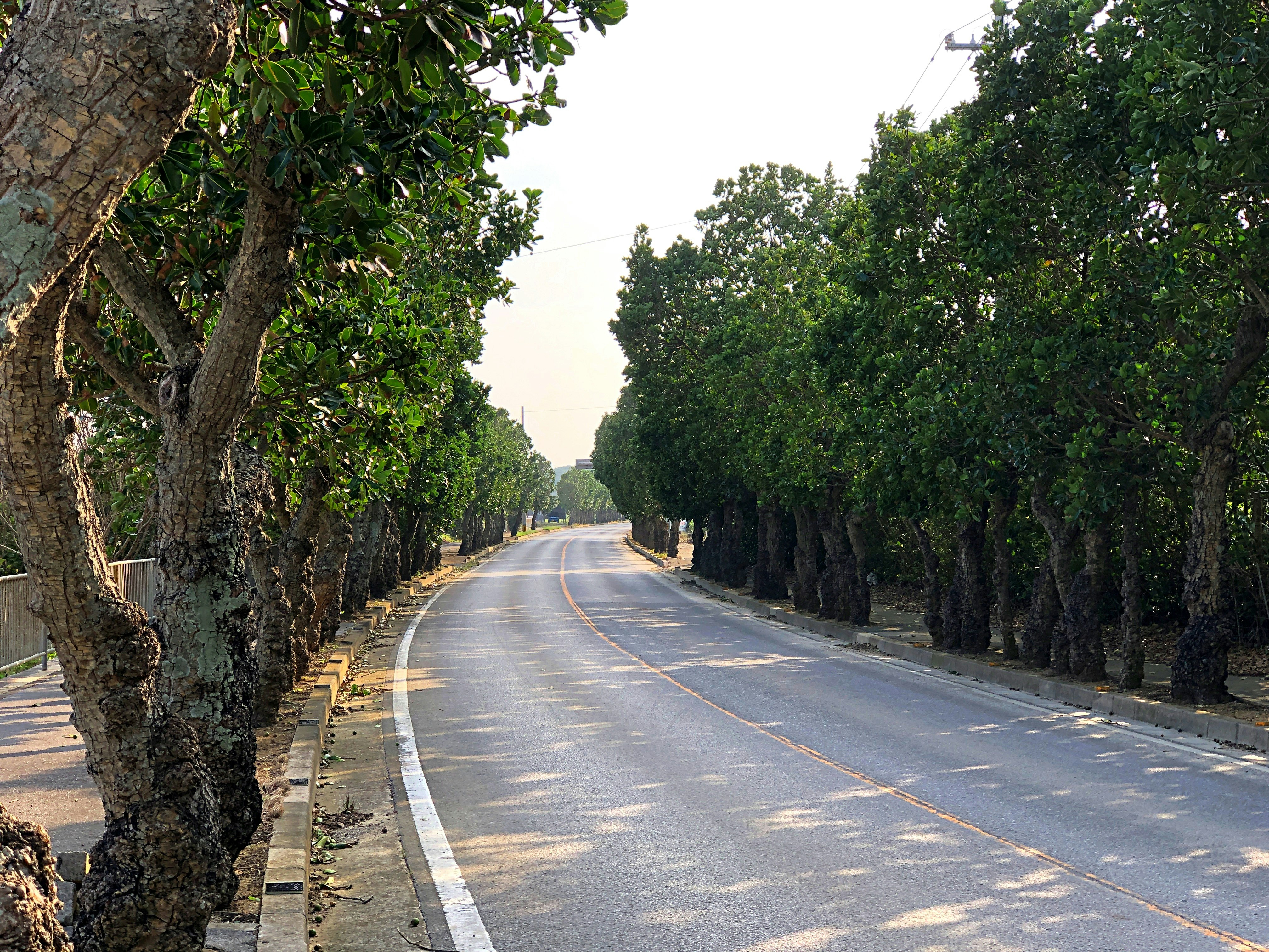 林荫大道的弯曲道路与成排行道树