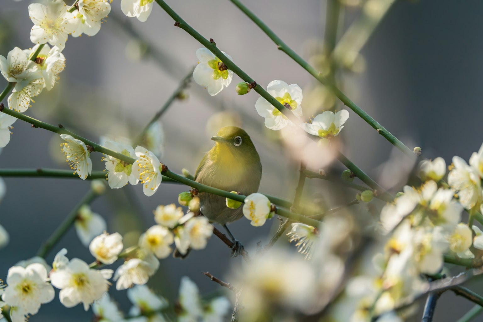 Primo piano di un piccolo uccello tra fiori bianchi