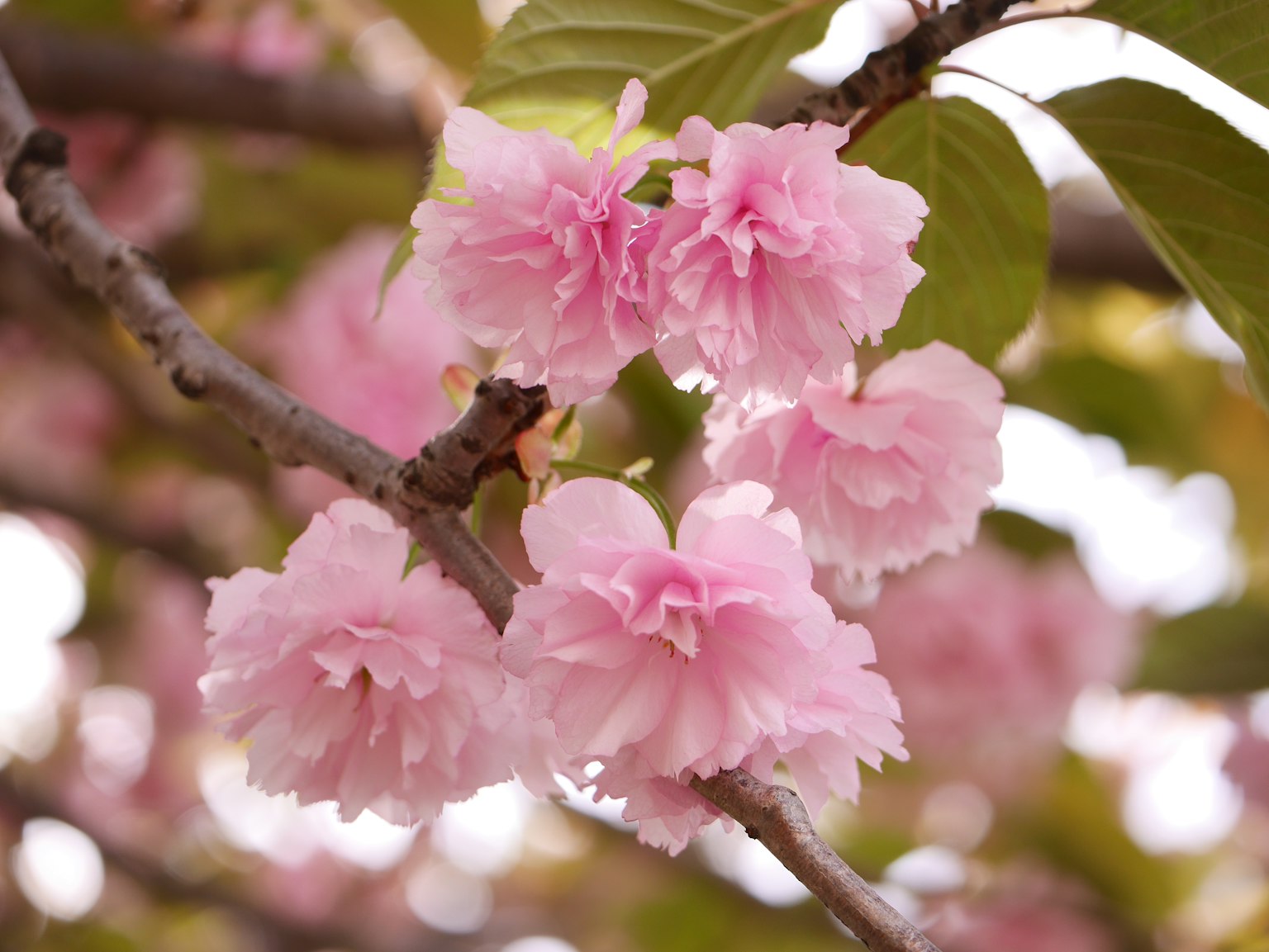 Close-up of cherry blossoms blooming on a branch