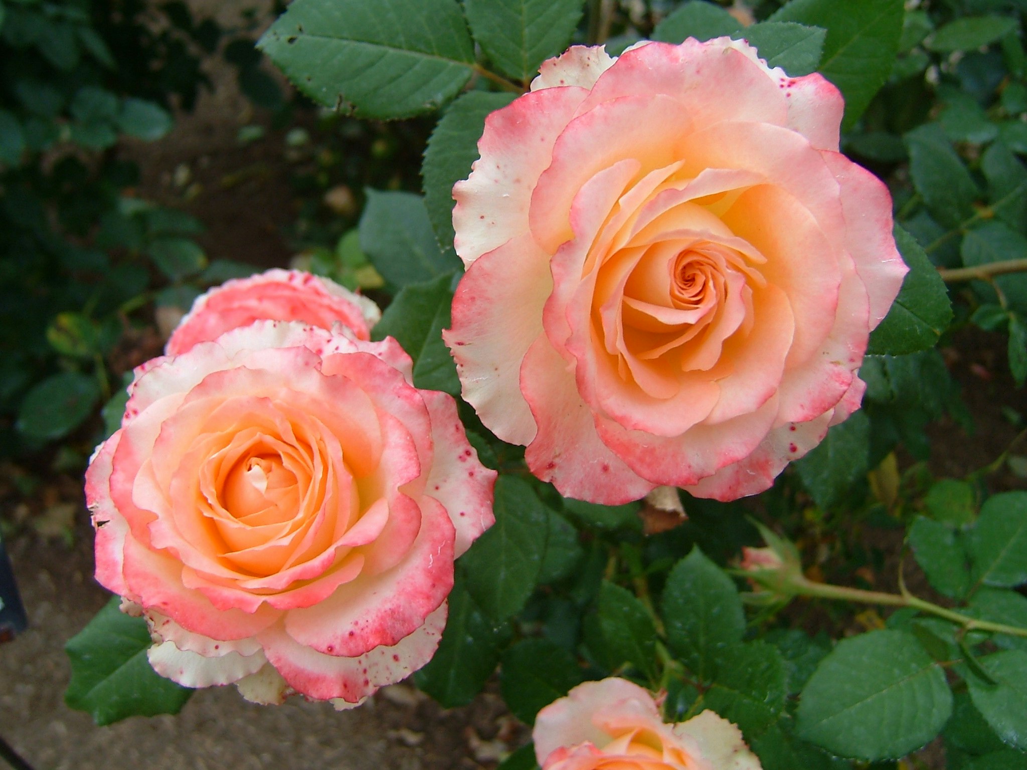 ピンクのバラの花と葉のクローズアップ