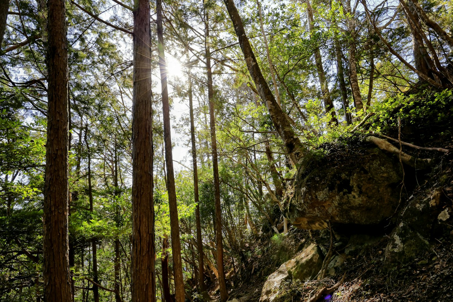 Grands arbres dans une forêt avec la lumière du soleil filtrant
