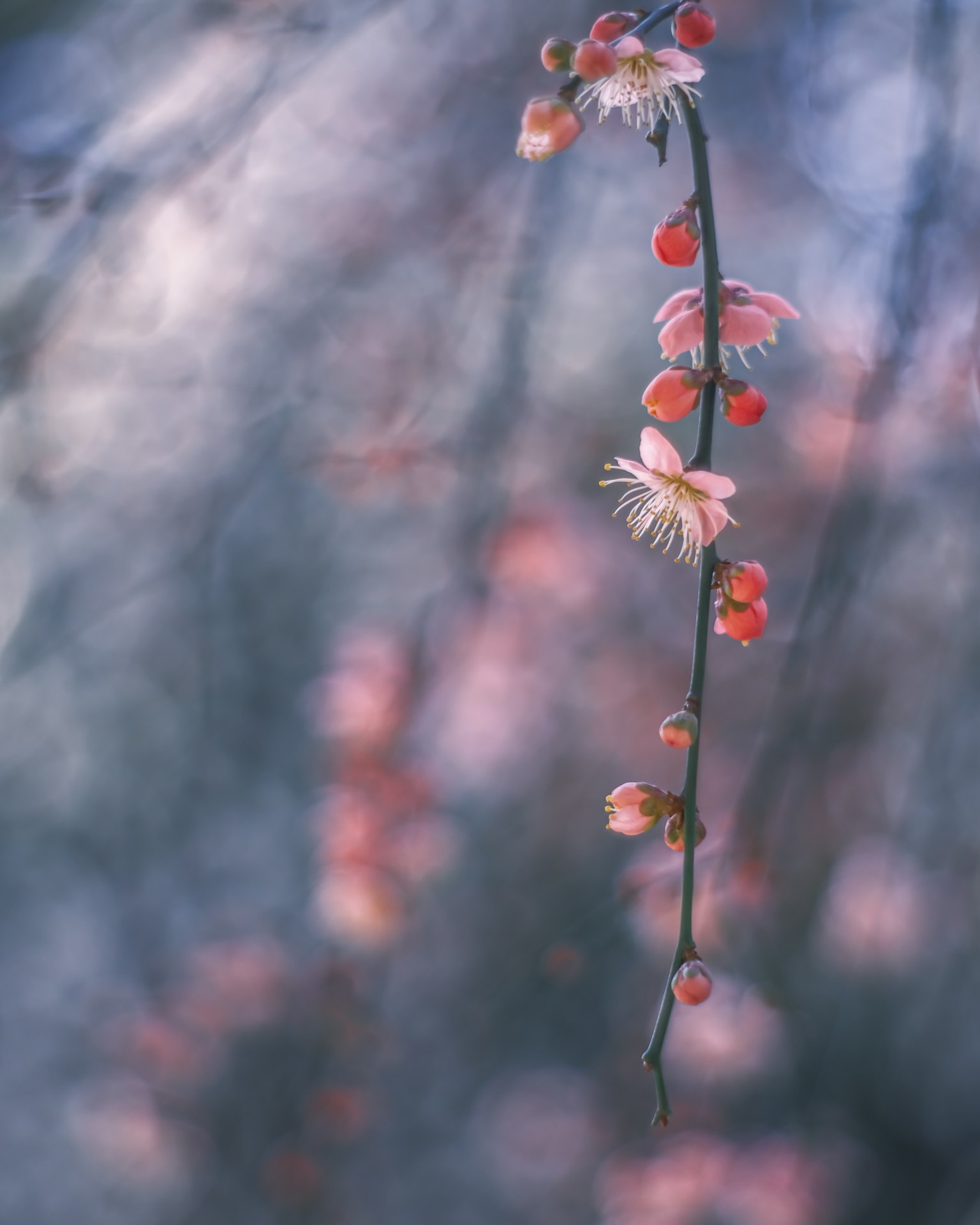 Una hermosa rama de flores de cerezo y frutas balanceándose en luz suave