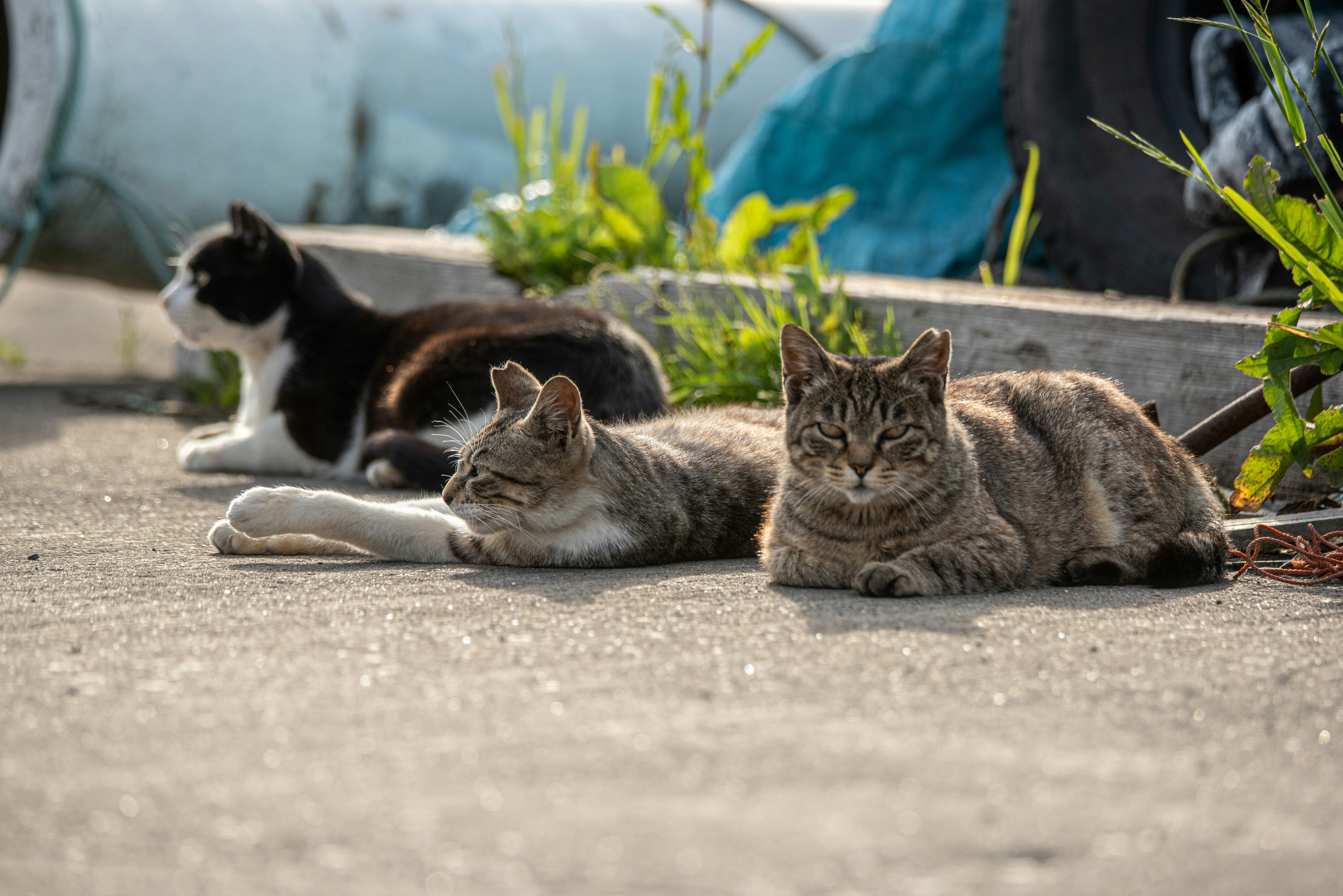 des chats se reposant dans la rue