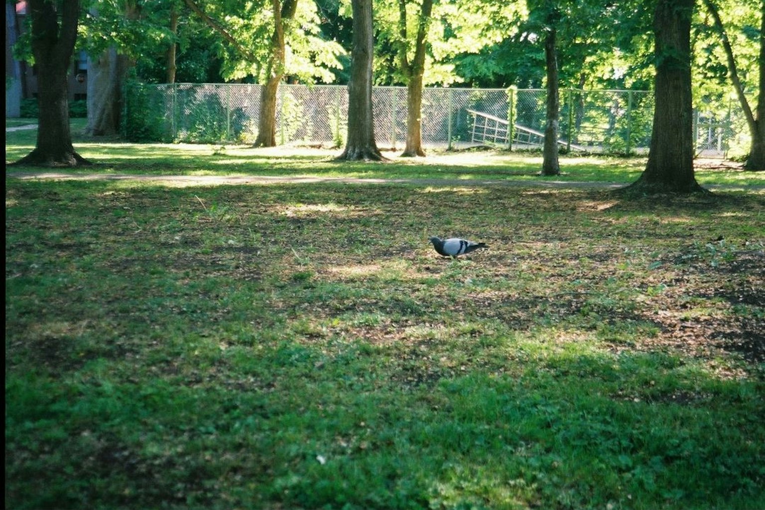 Pigeon on green grass surrounded by trees