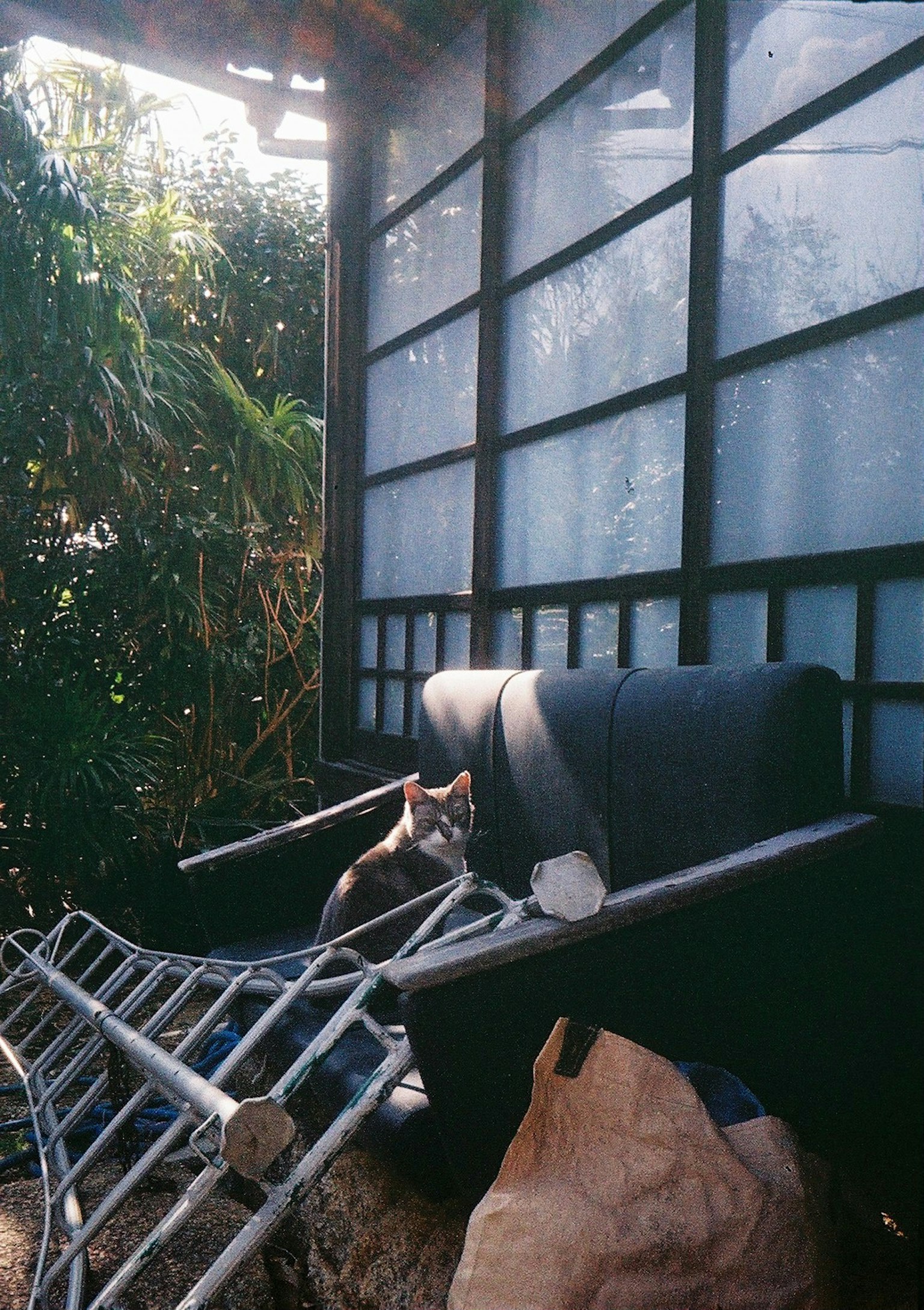 Eine Katze, die auf einem schwarzen Sofa mit einer Leiter und Grün im Hintergrund ruht