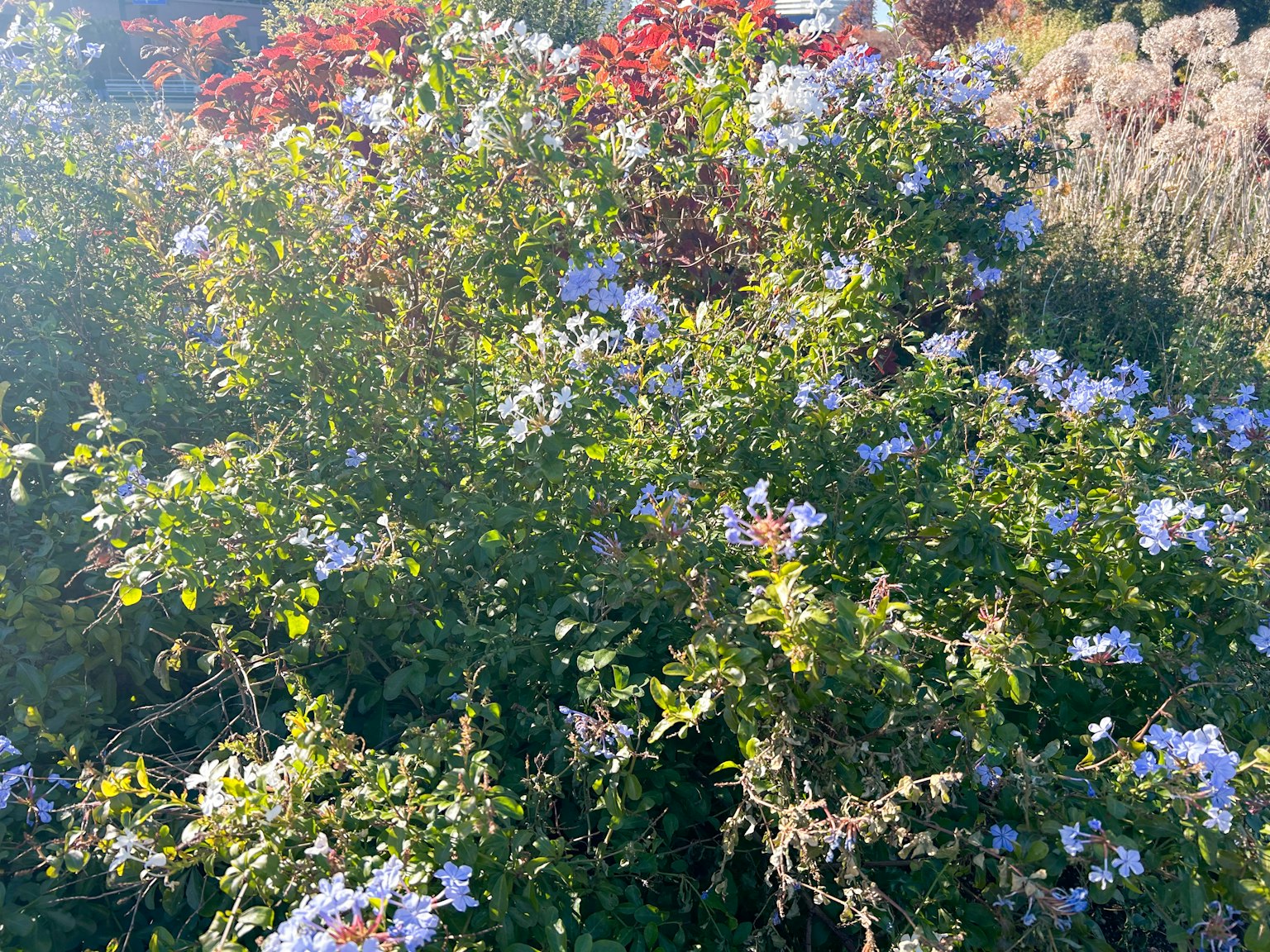 一群绿色植物，带有蓝色花朵，背景是红叶植物