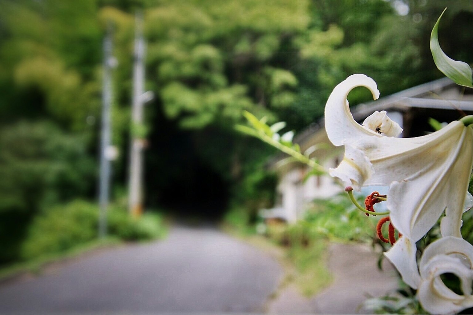 Nahaufnahme einer weißen Lilie entlang einer ruhigen Straße, umgeben von Grün