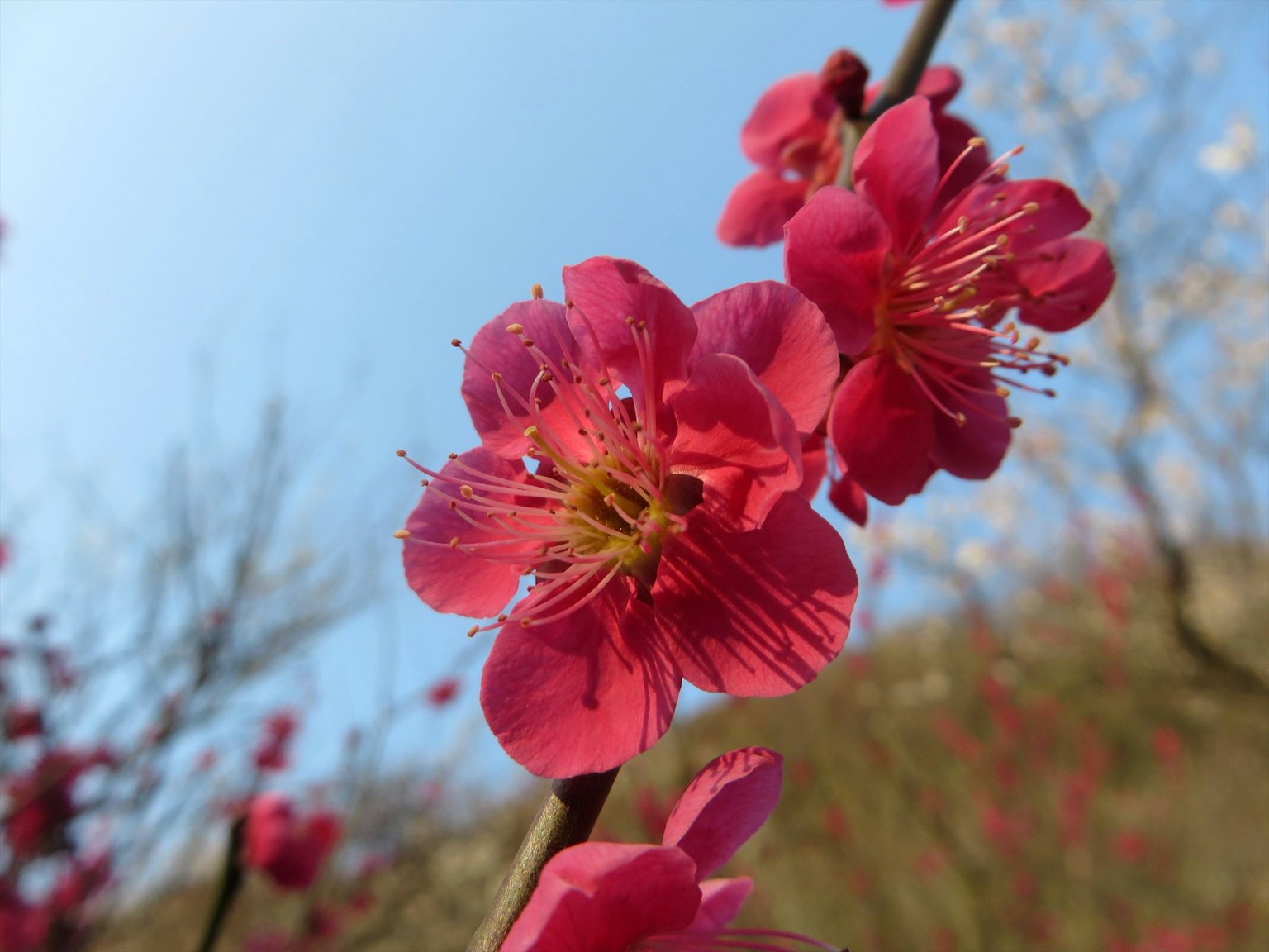 Primo piano di fiori rosa vivaci contro un cielo blu