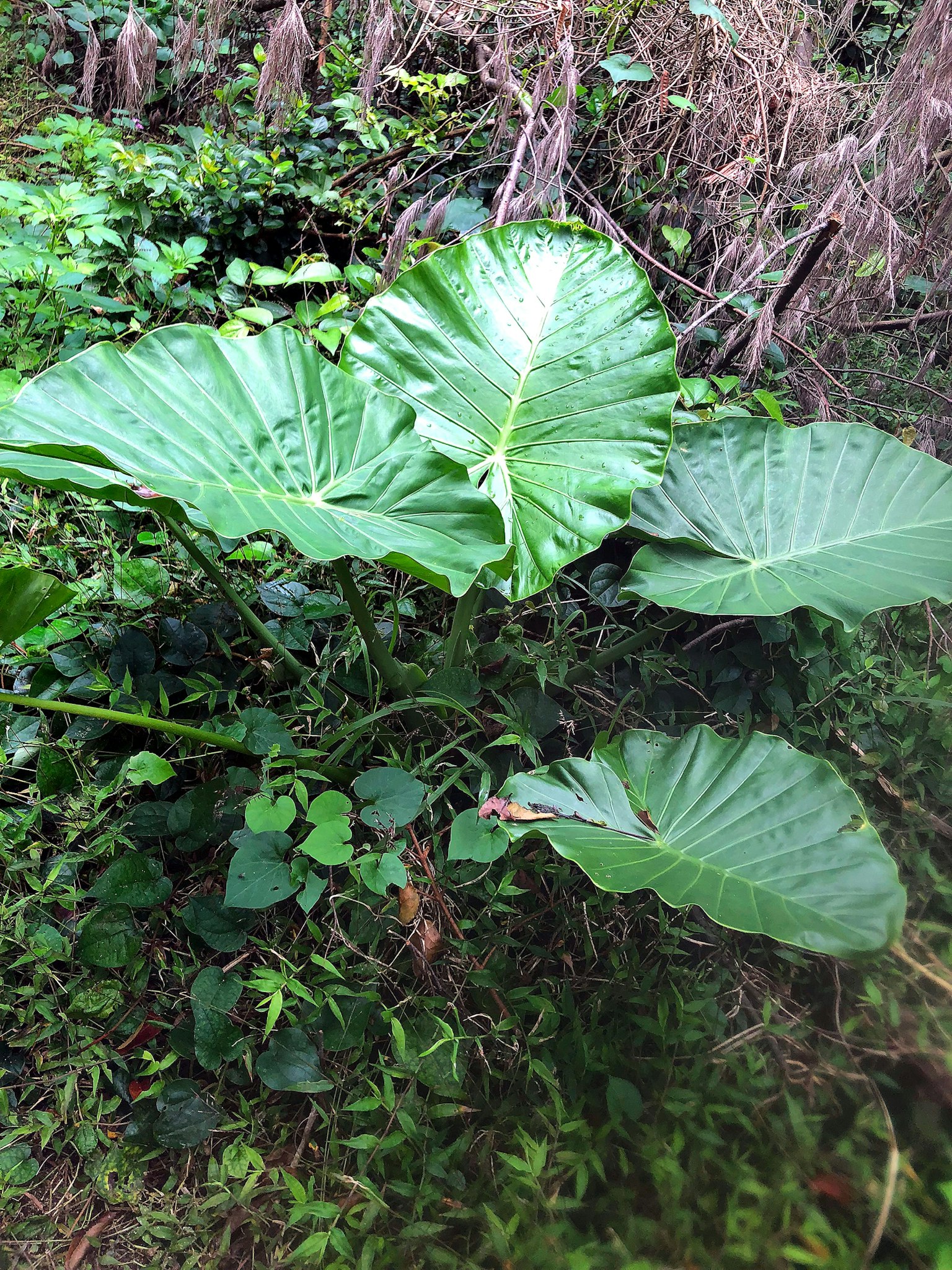 大片绿色叶子的植物生长在郁郁葱葱的环境中