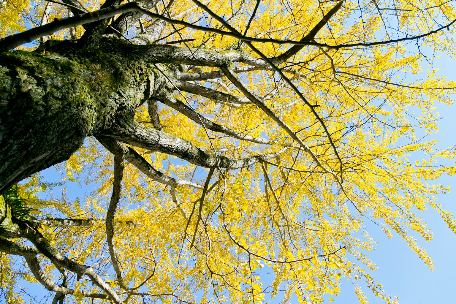 Gambar melihat ke atas pohon dengan daun kuning melawan langit biru