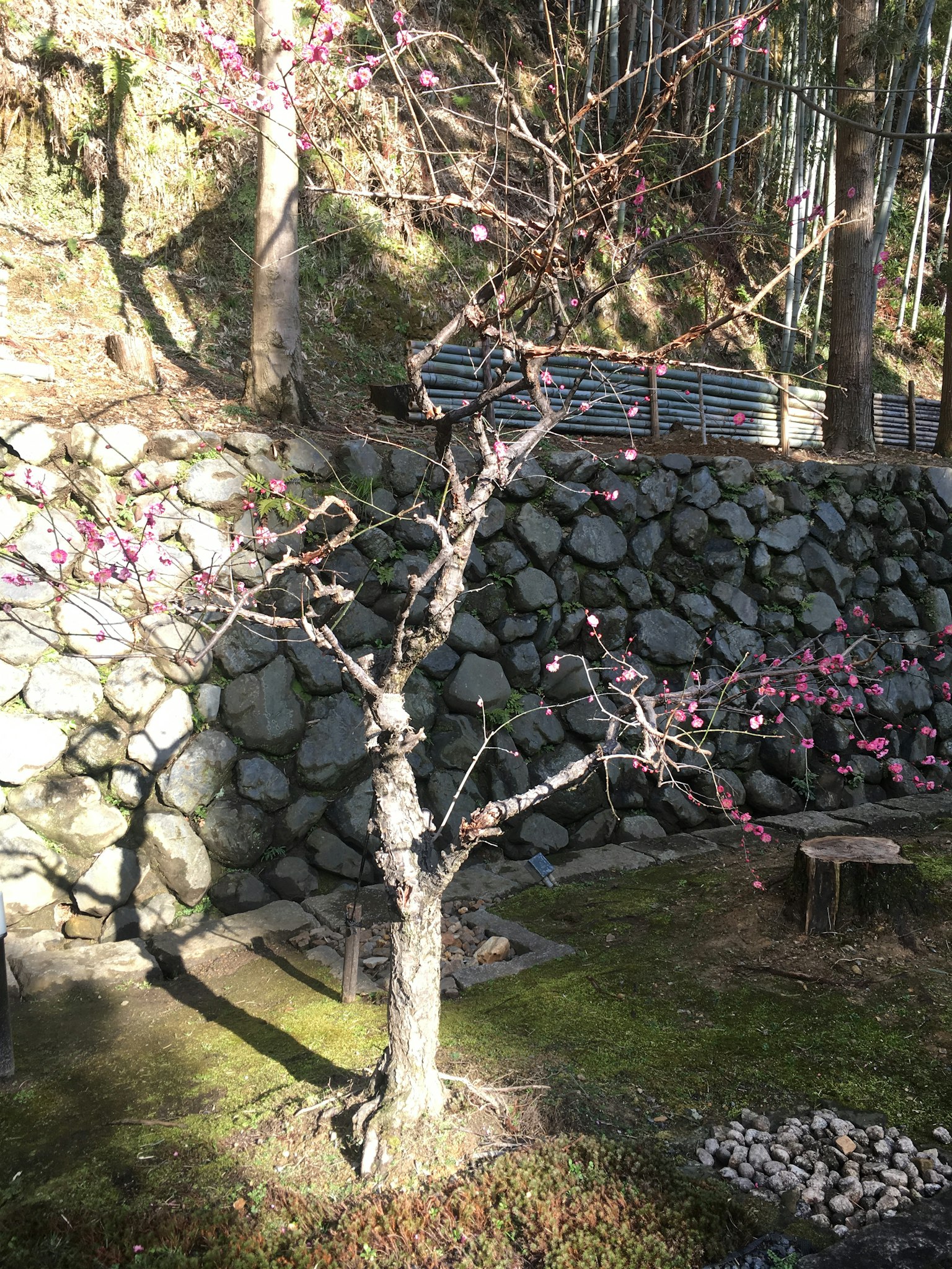 Pohon sakura berbunga dengan latar belakang dinding batu