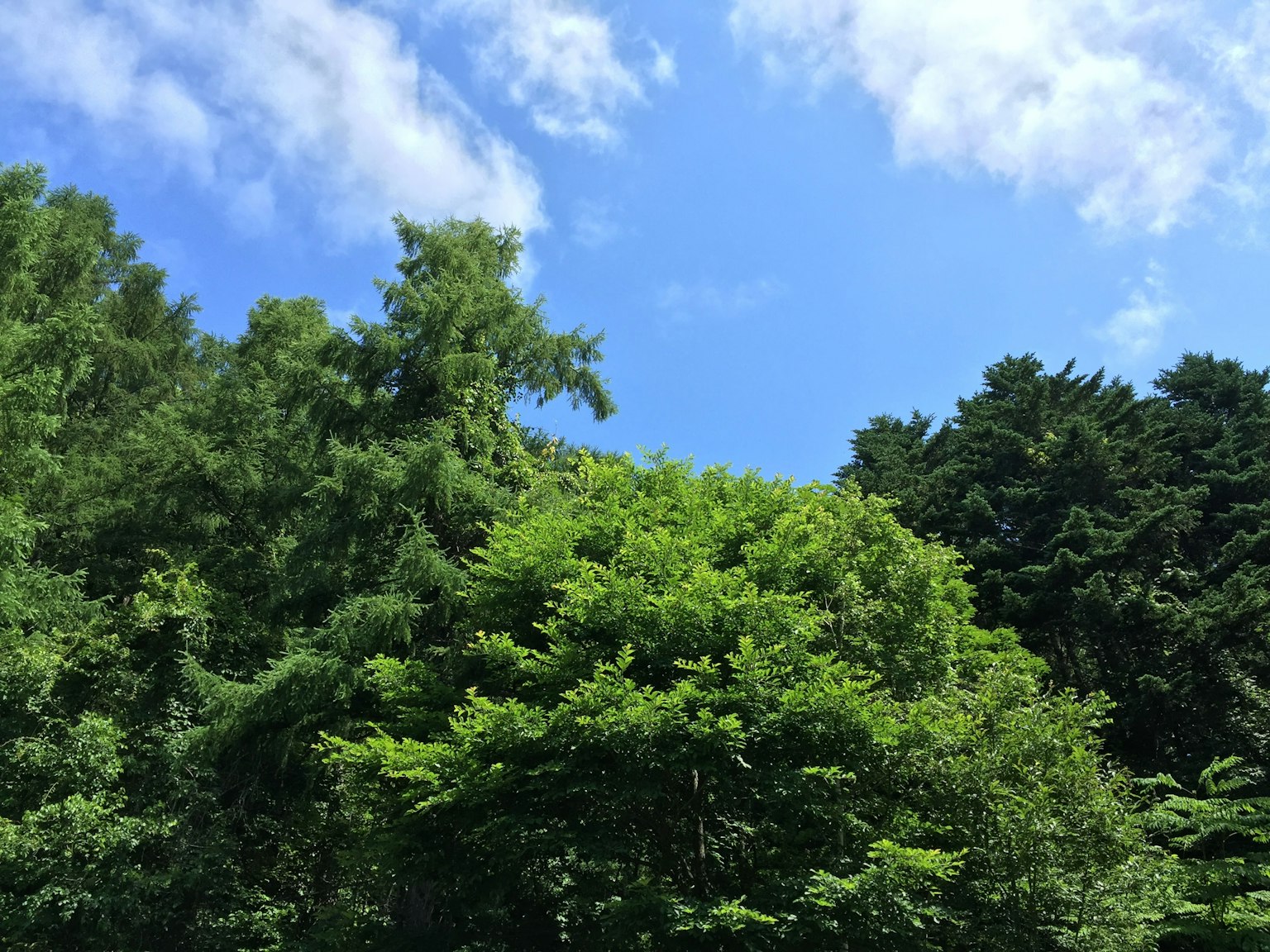 藍天與茂盛綠樹的風景
