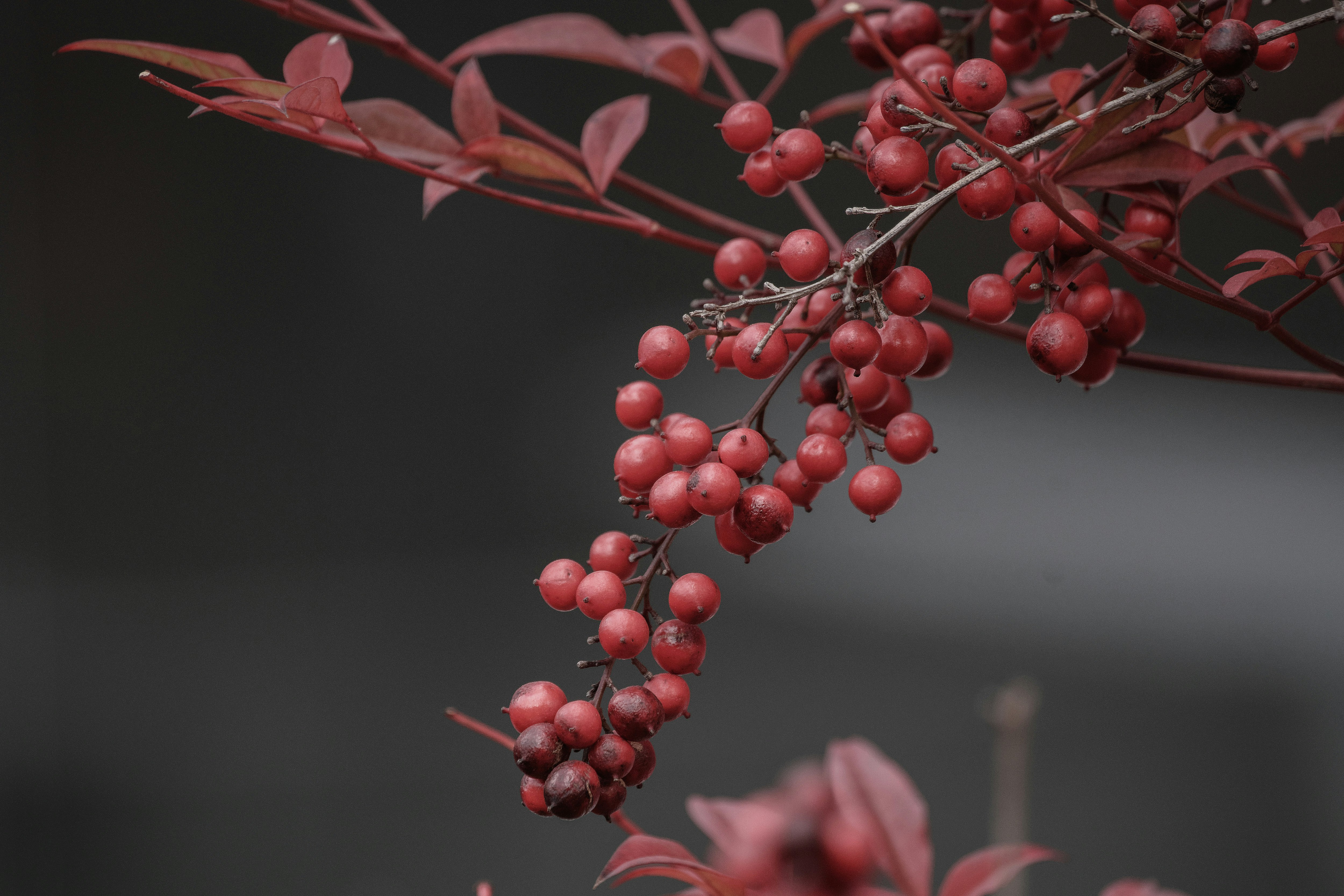 南天竹紅色漿果特寫