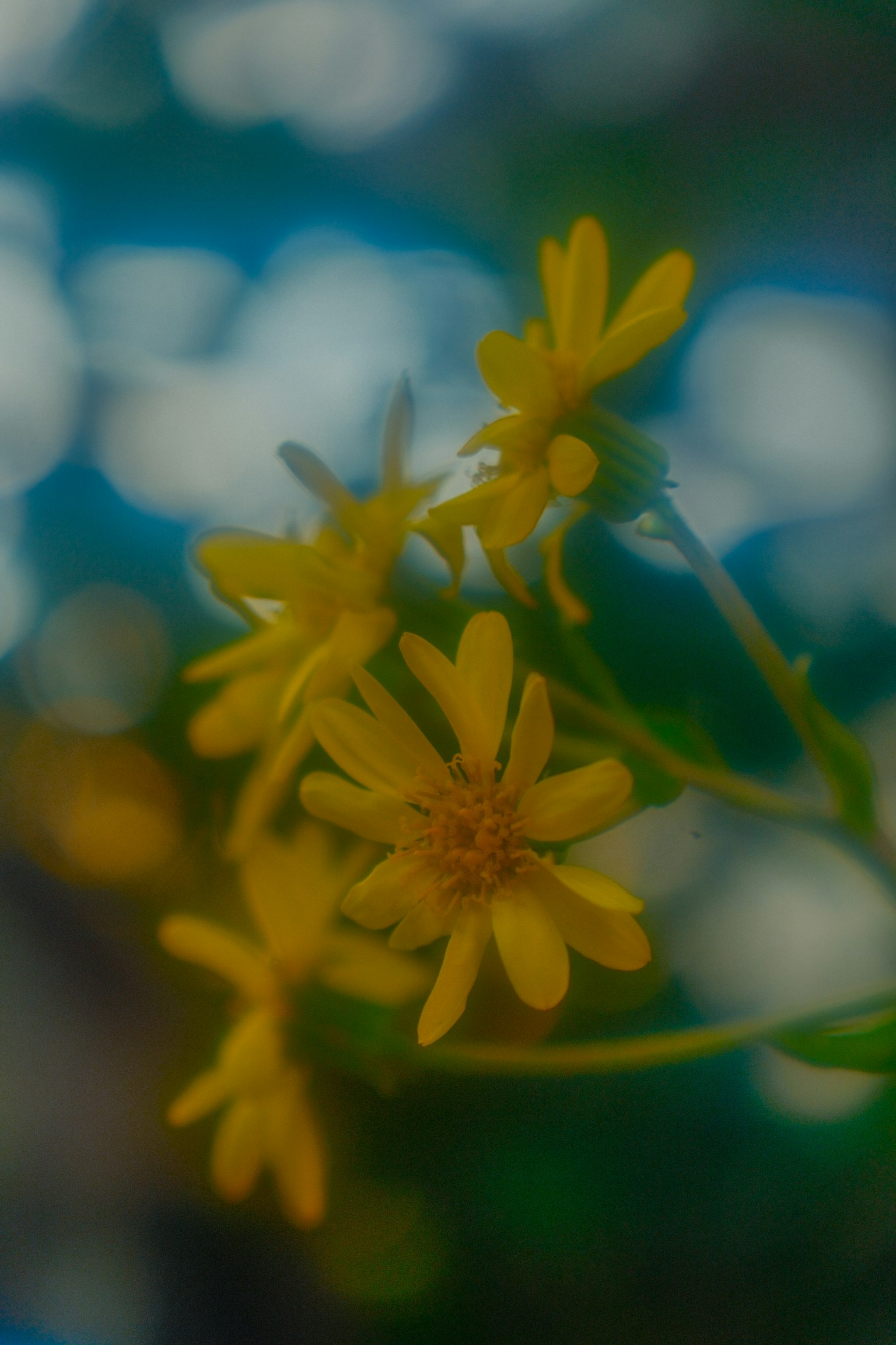 黄色い花が青い背景に映える美しい写真