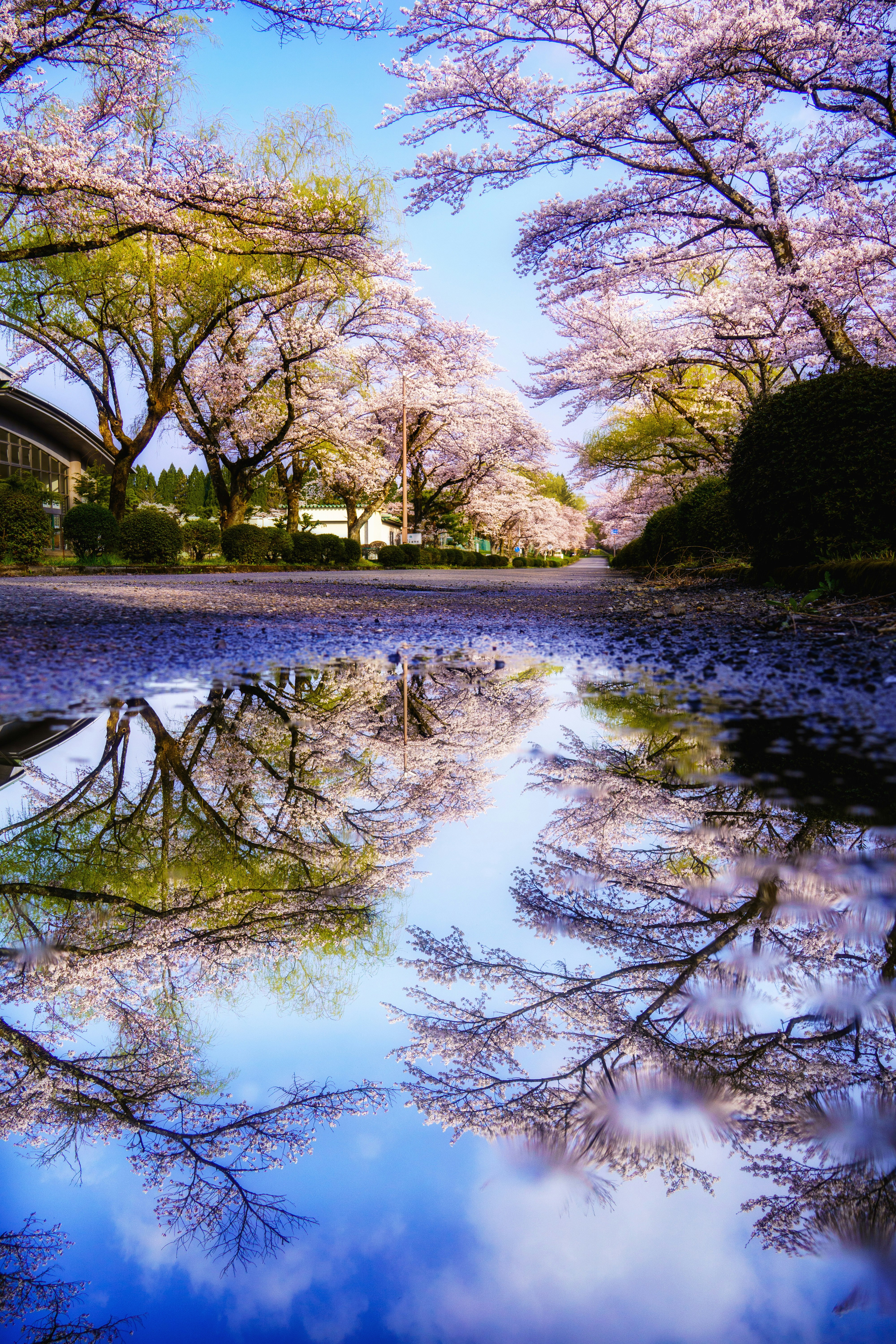 桜並木の水面に映るリフレクション