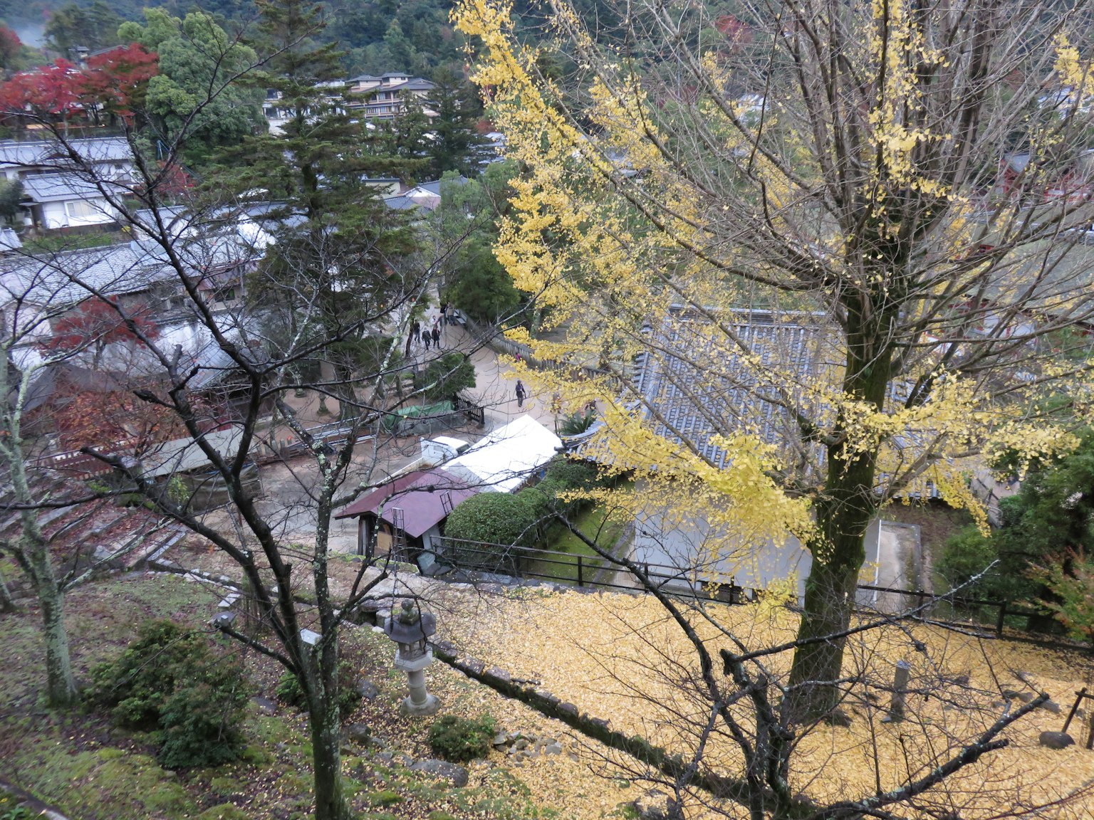 Paysage d'automne avec un arbre de ginkgo jaune et des maisons au loin