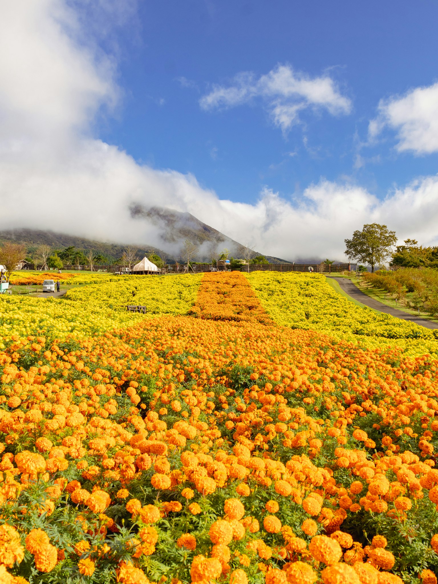 Vibrant field of marigold flowers under a blue sky