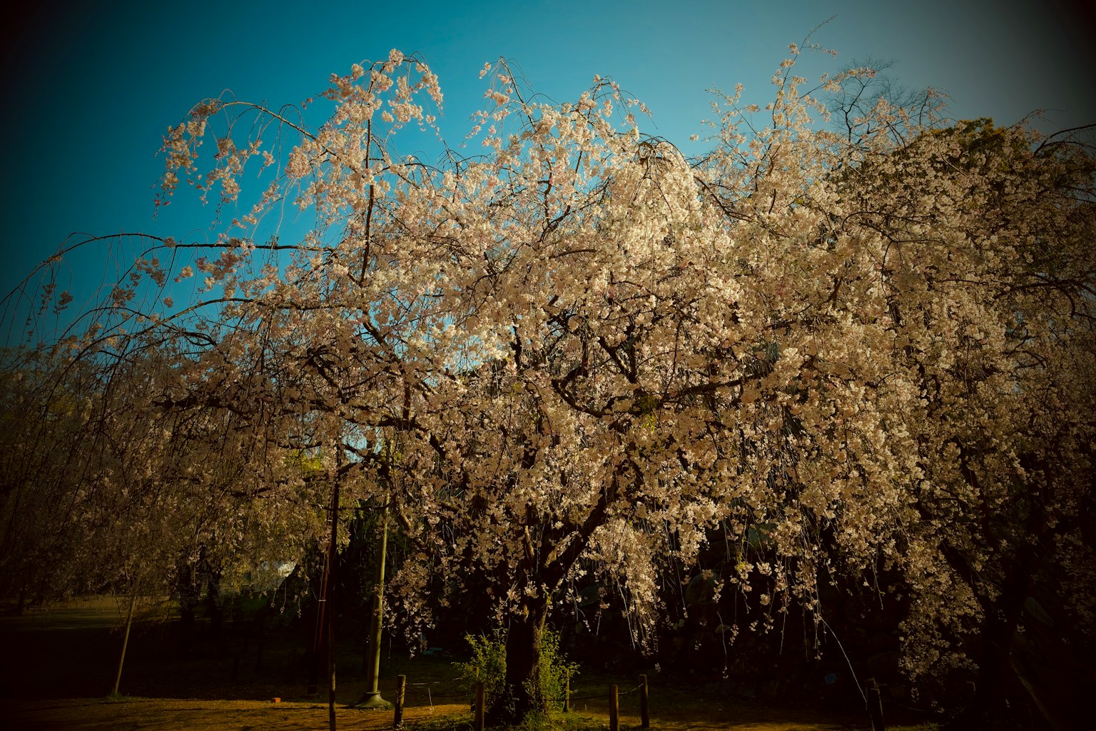 Rami di ciliegio in fiore sotto un cielo blu