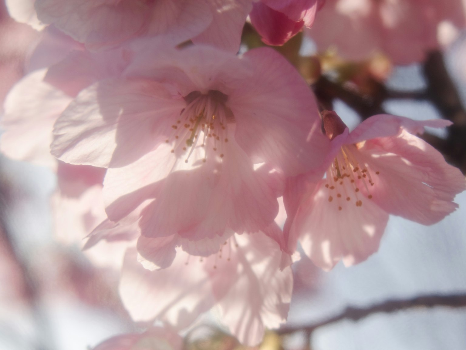 Beautiful close-up of light pink cherry blossoms illuminated by sunlight