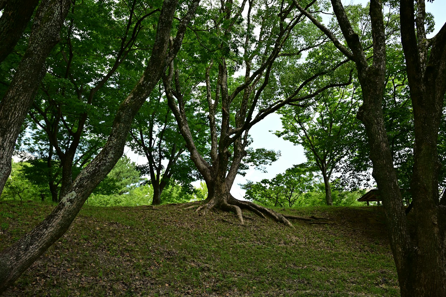 Ein großer Baum umgeben von üppigem grünem Laub und Wurzeln