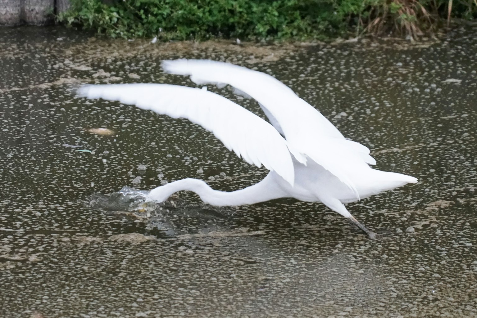 Un airone bianco che decolla dalla superficie dell'acqua