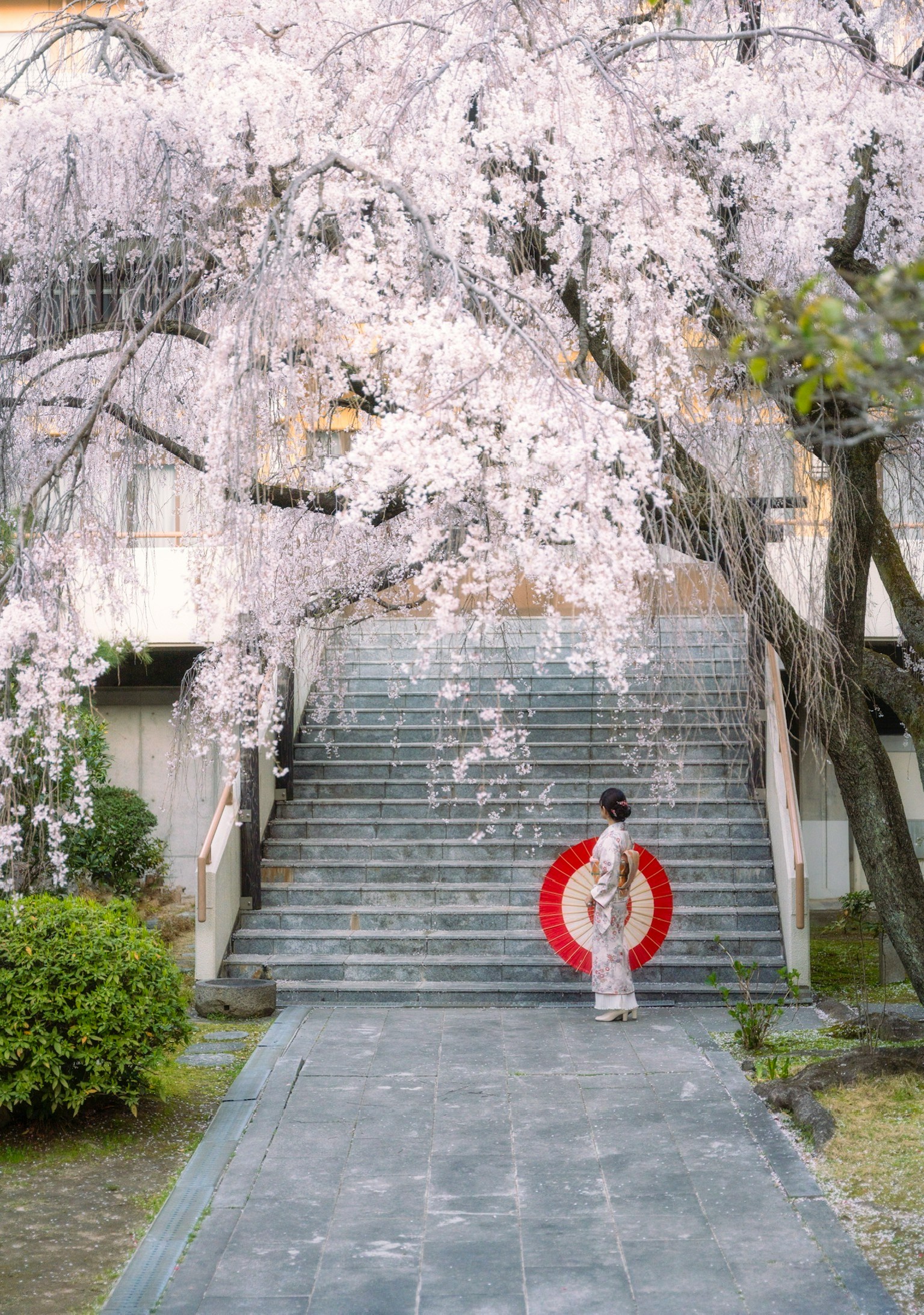 在樱花树下拿着红伞的和服女性走上台阶