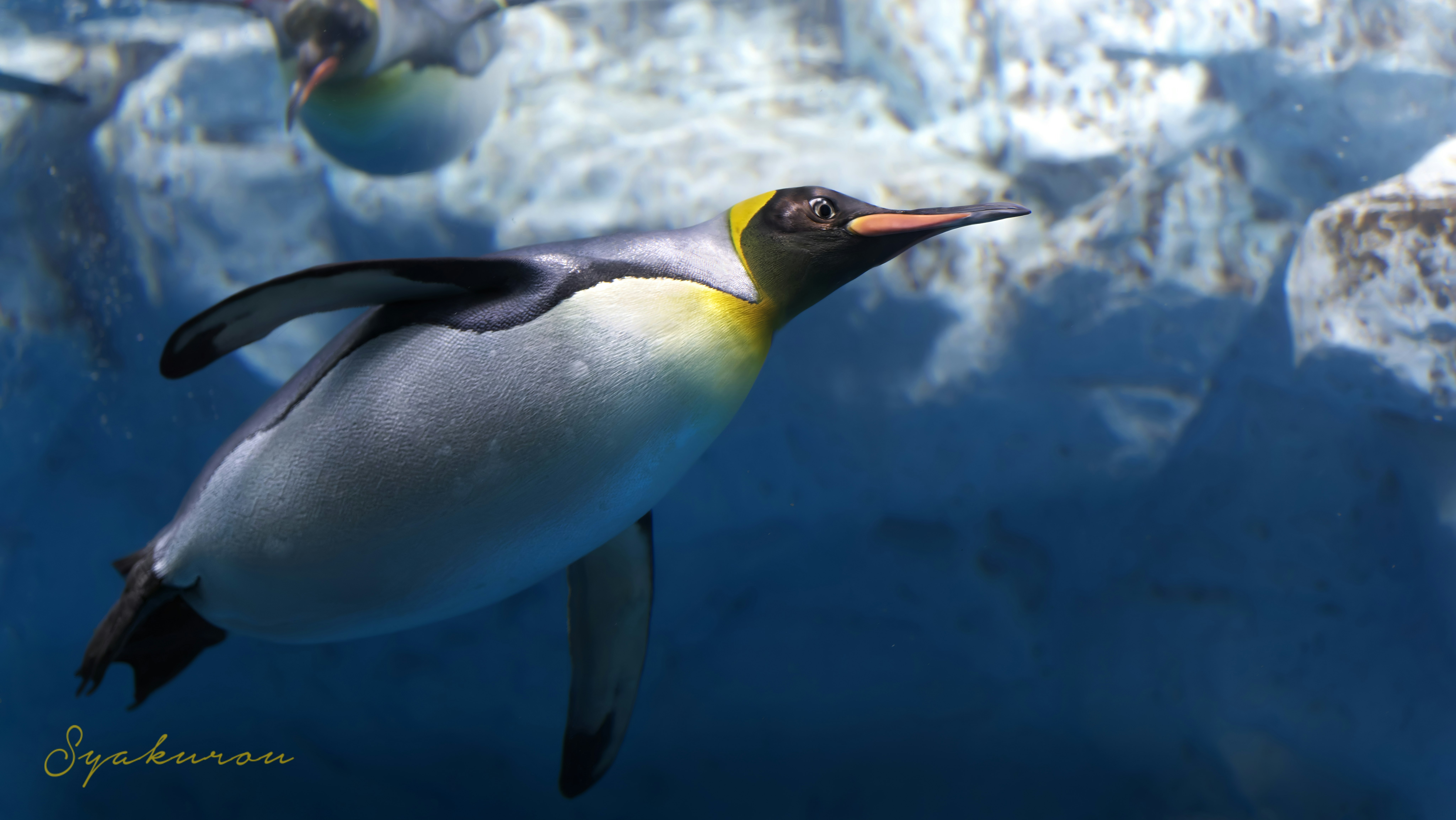 水中で泳ぐペンギンの群れ