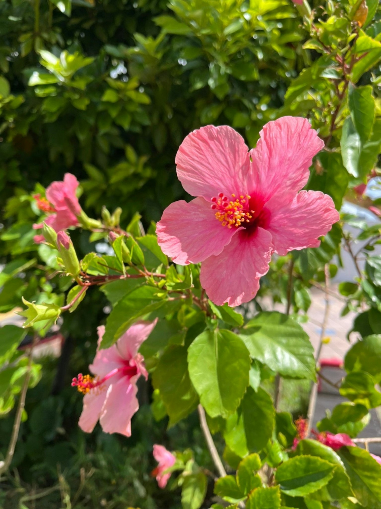 Schöne rosa Hibiskusblüte, die zwischen grünen Blättern blüht