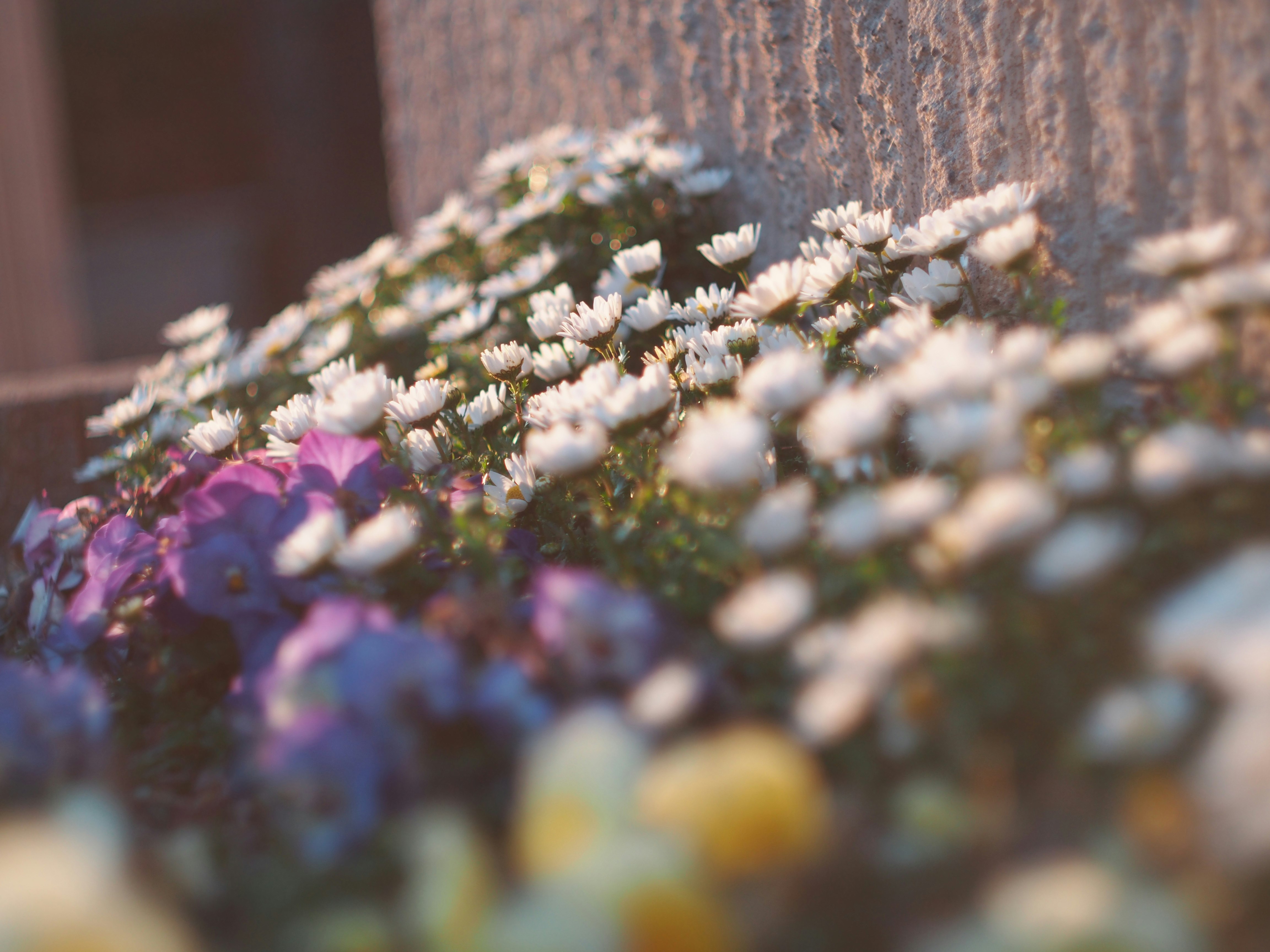 close-up of colorful flower bouquets arranged against a wall