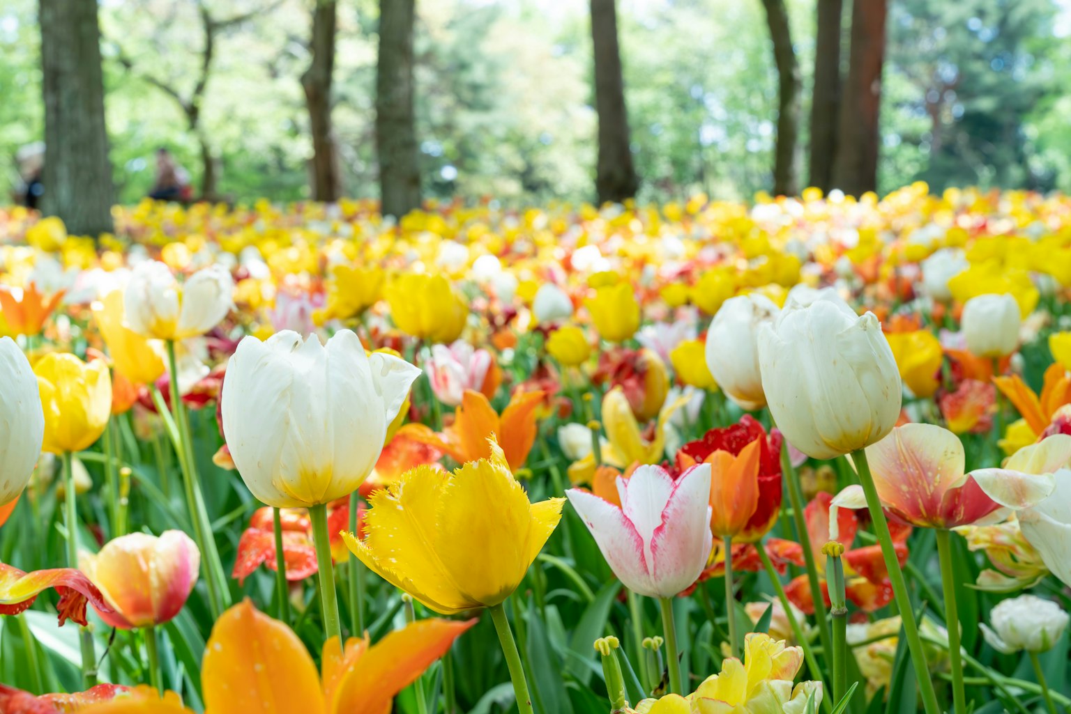 Lebhafter Tulpengarten mit einer Vielzahl von Farben in einem Park