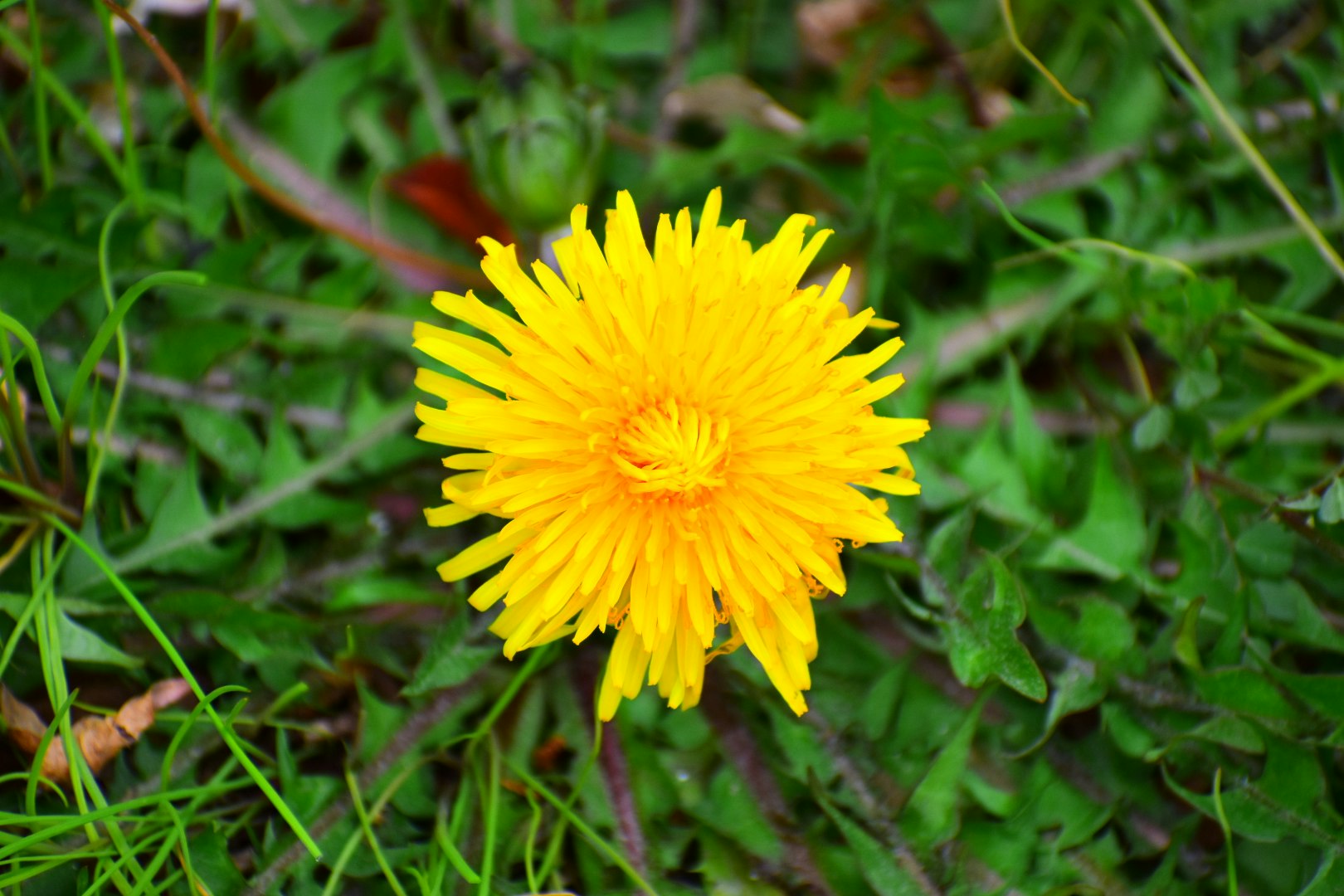 芝生の上に咲くタンポポの花