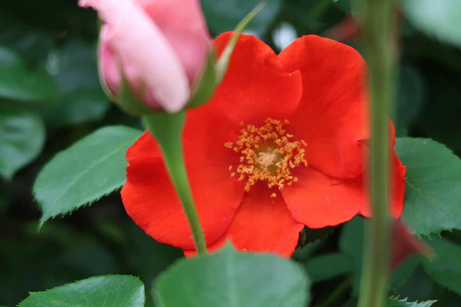 Lebhafte rote Blume mit einer rosa Knospe umgeben von grünen Blättern