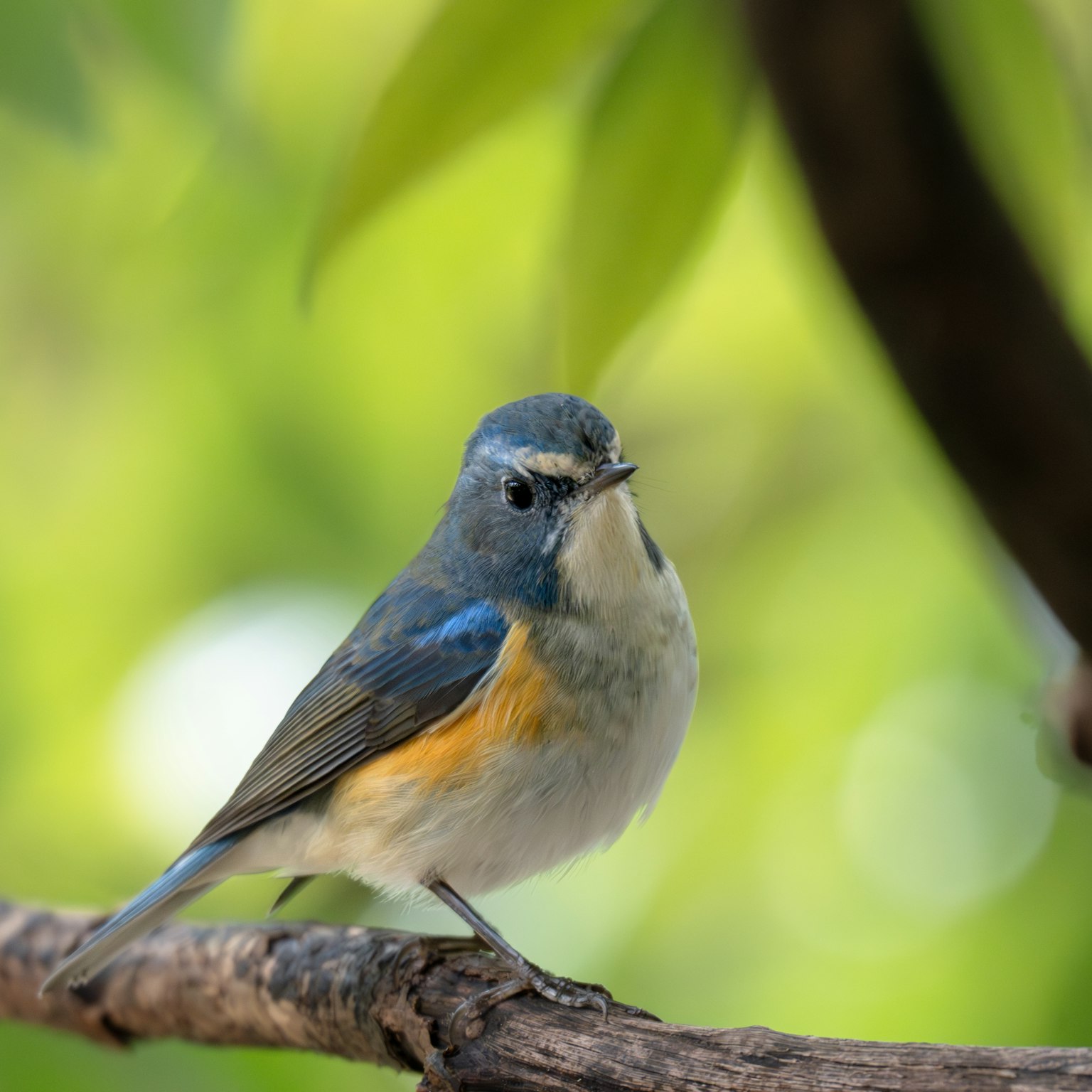 Ein kleiner Vogel mit blauen Federn und einem orangefarbenen Bauch, der auf einem Ast sitzt