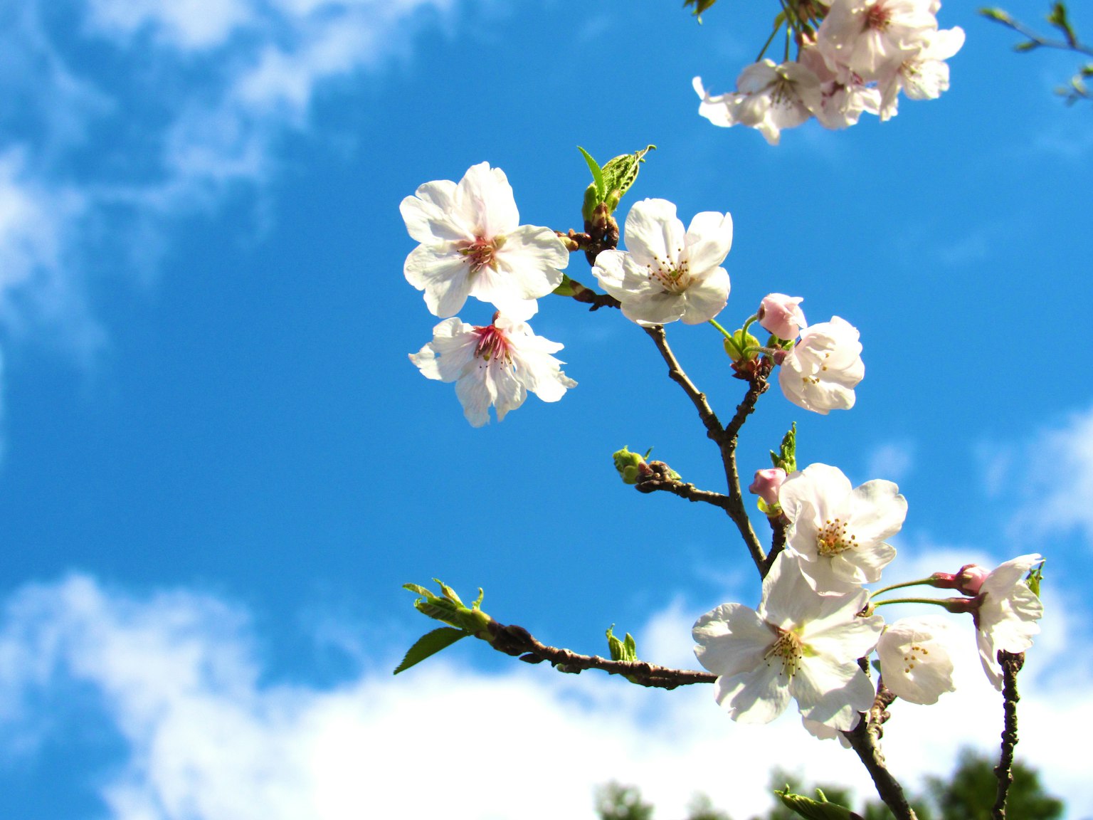 White cherry blossoms against a blue sky with fluffy clouds