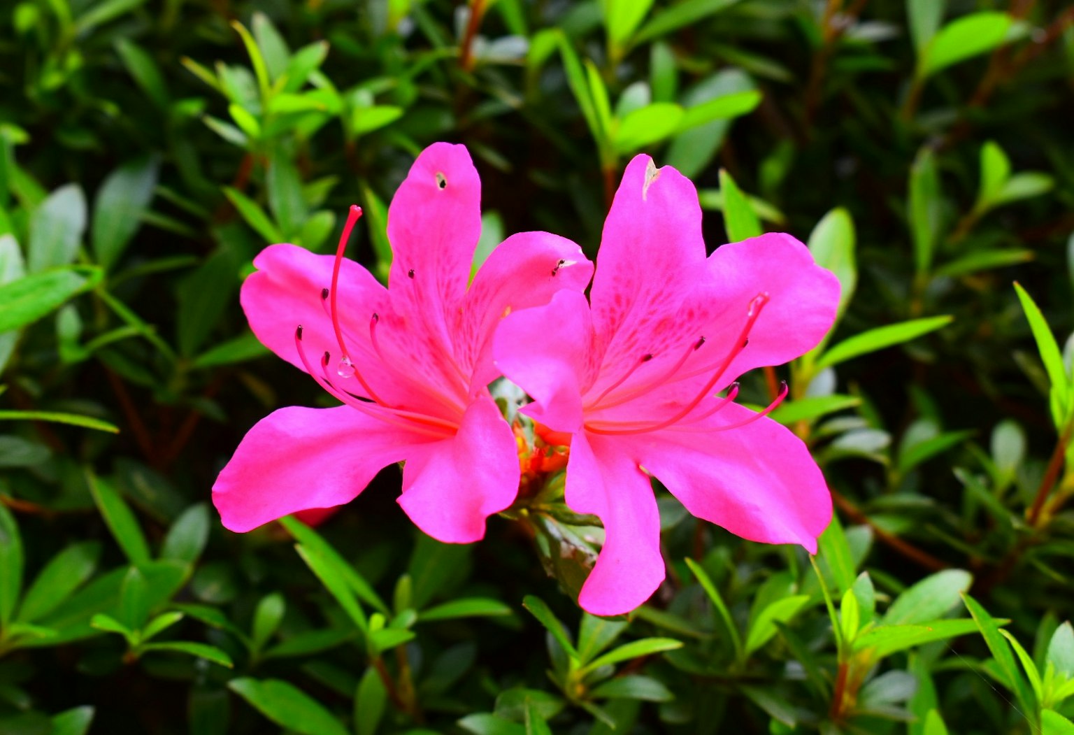 Fiori di azalea rosa vivace circondati da foglie verdi