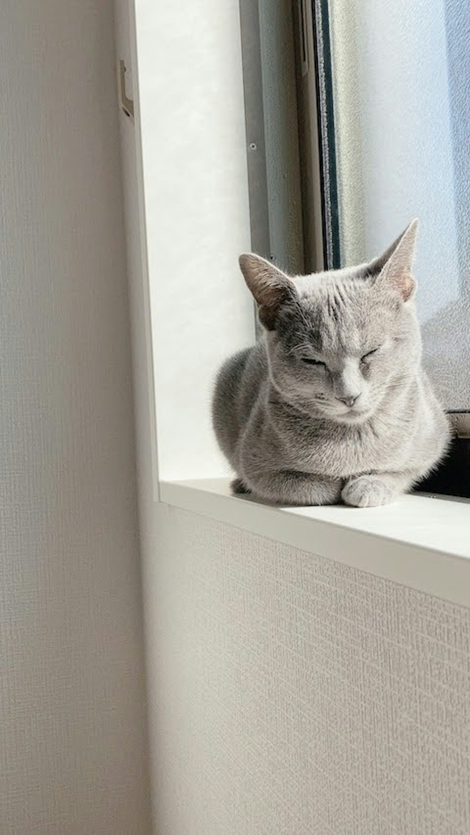 Gray cat sleeping on a windowsill