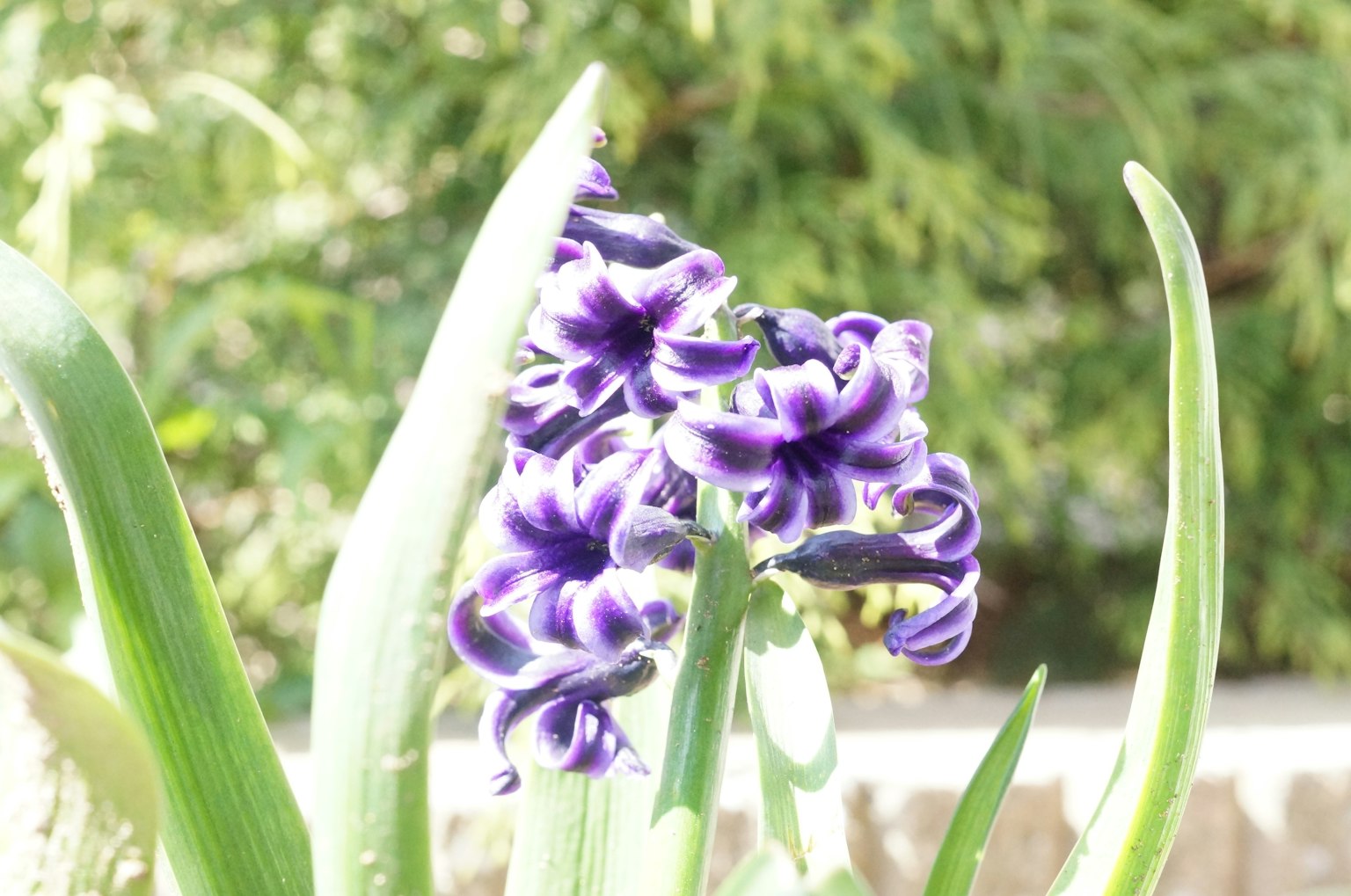 Nahaufnahme von lebhaften lila Blumen an einer Pflanze