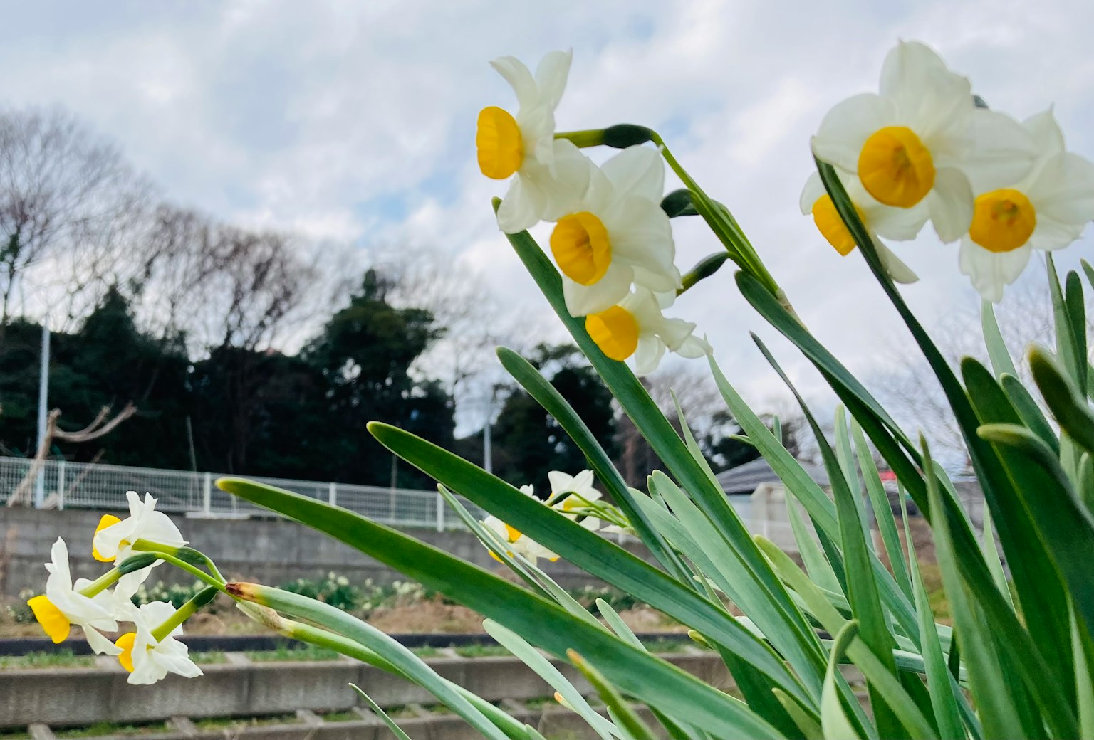 Une scène de jardin avec des jonquilles blanches en fleurs avec des centres jaunes