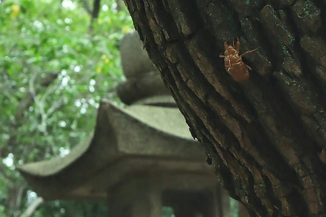 木の幹にとまる昆虫のいる森の小さな祠の周辺