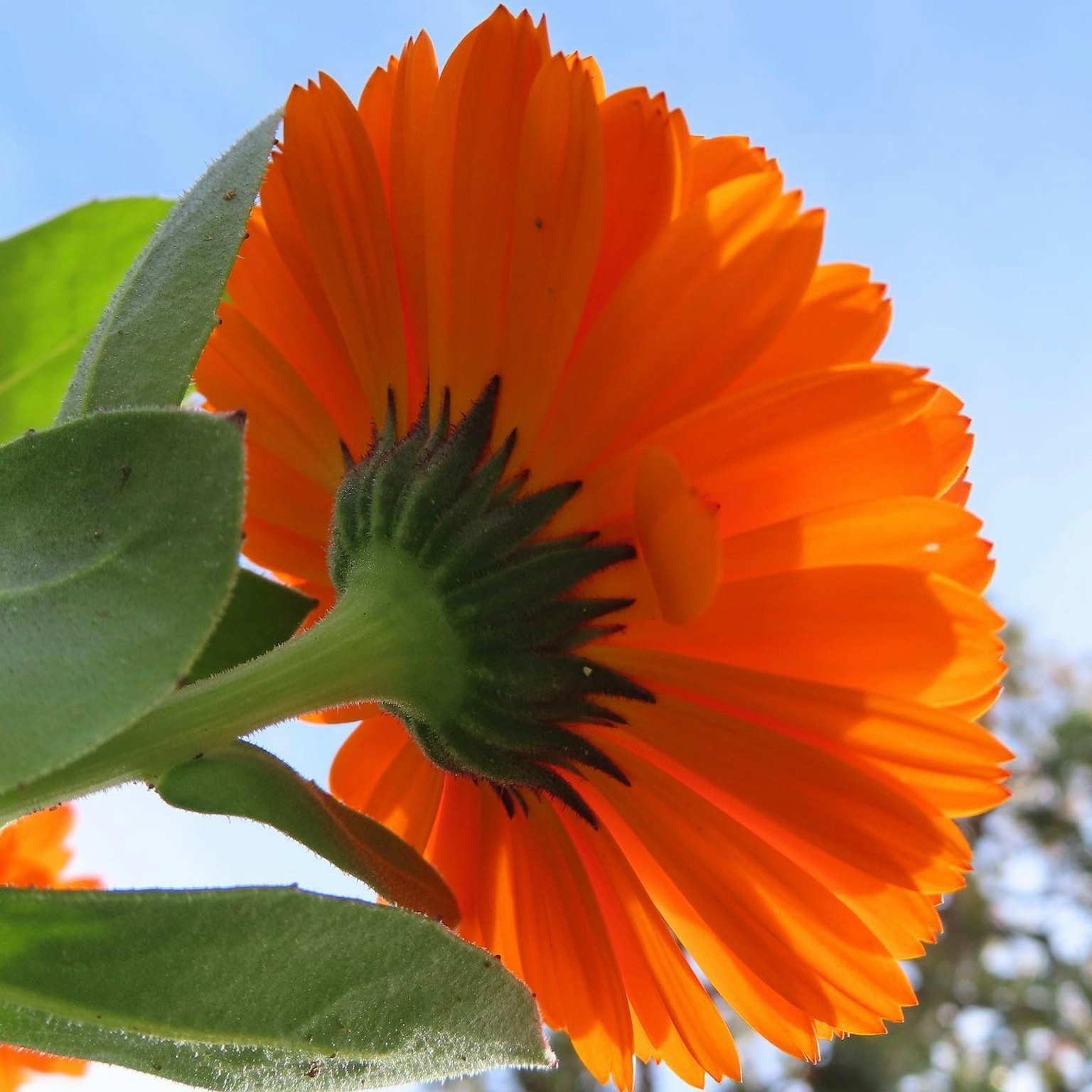 Bright orange flower viewed from the back under blue sky