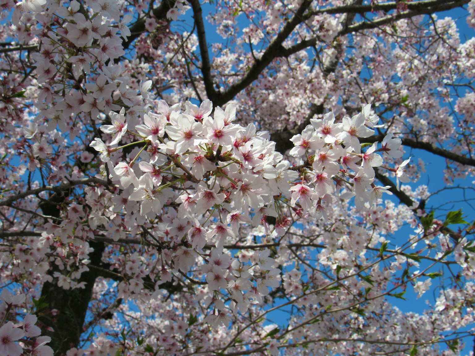 Kedekatan bunga sakura yang mekar di bawah langit biru