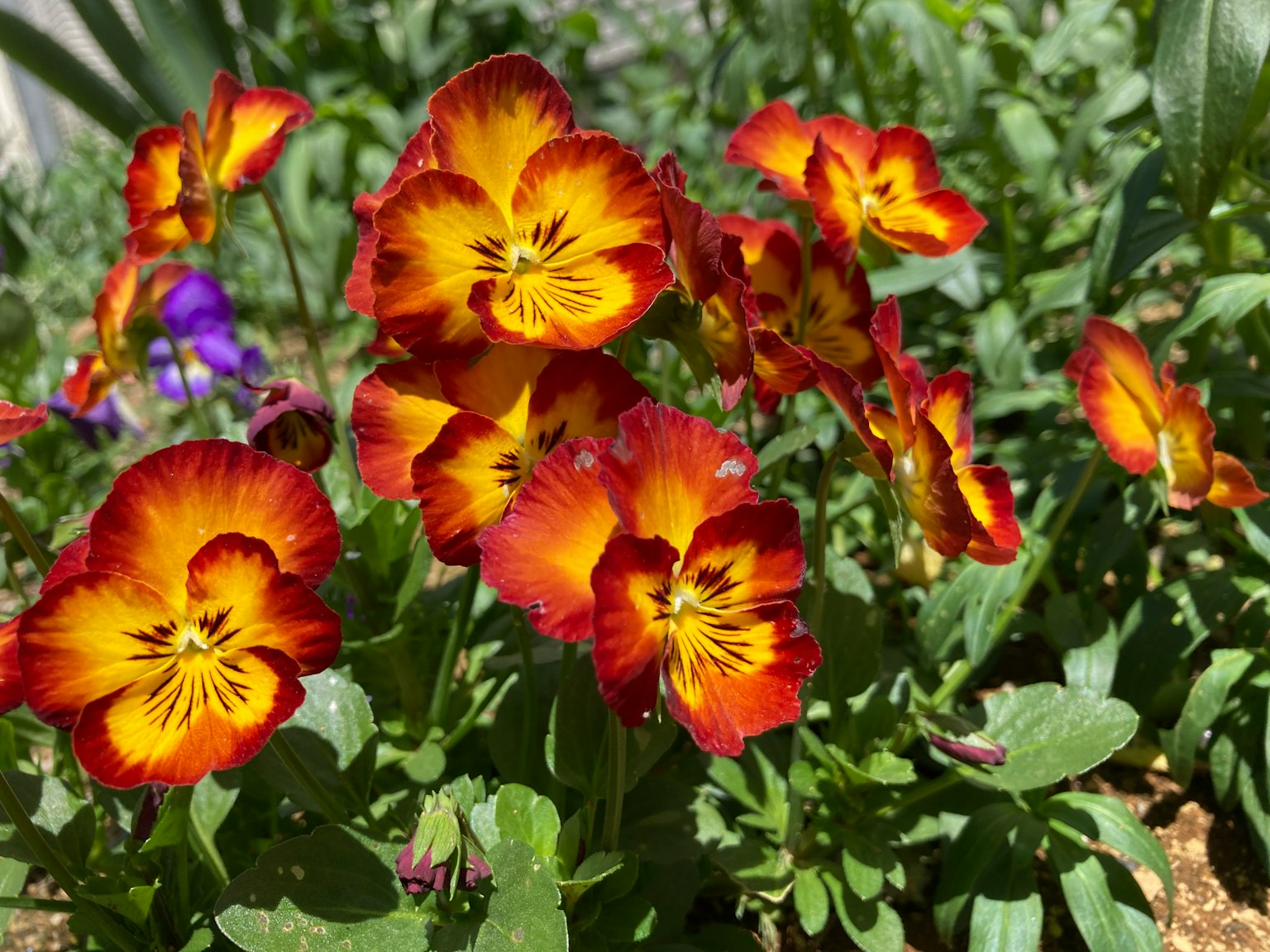 ดอกพานซีสีส้มและสีเหลืองสดใสเบ่งบานในสวน
