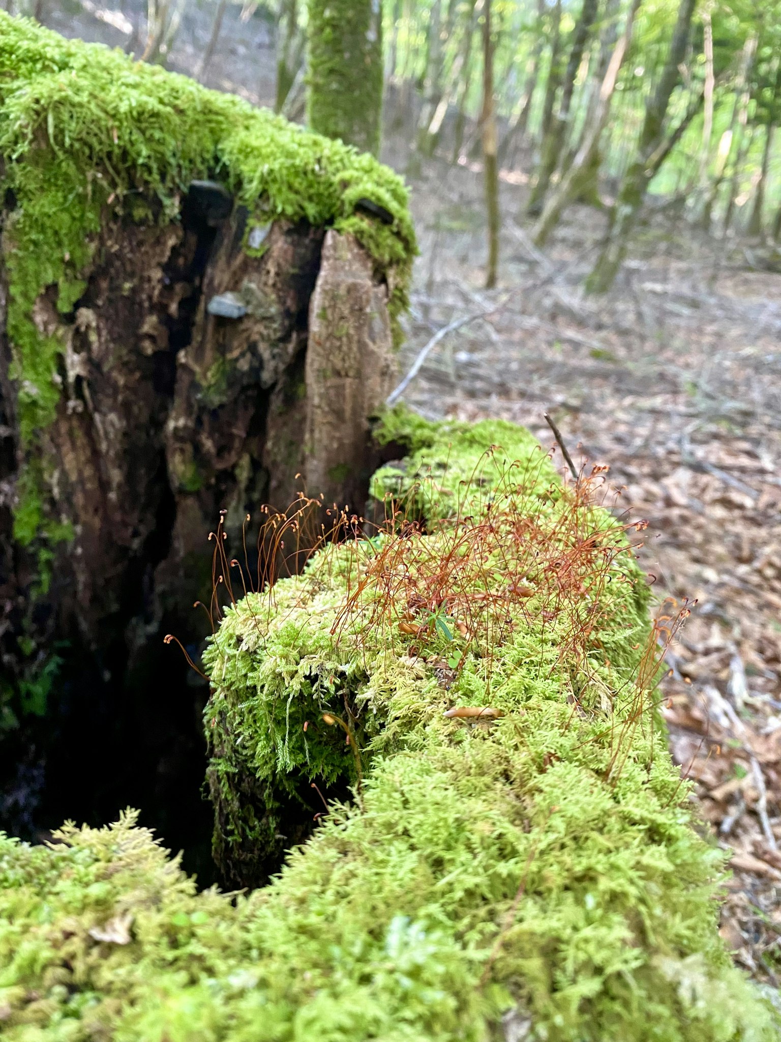 Nahaufnahme eines moosbedeckten Baumstumpfes in einem Wald