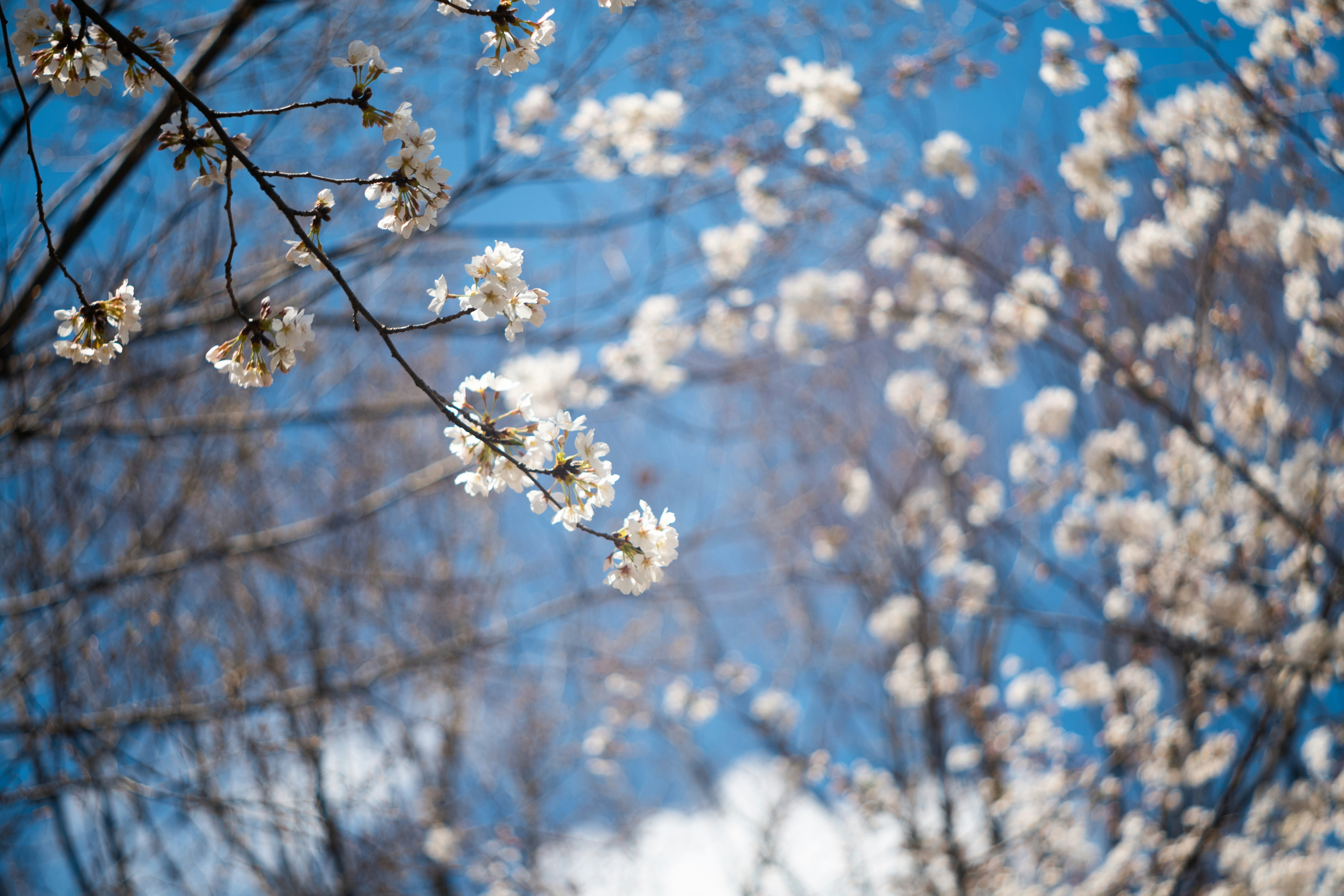 青空に咲く桜の花枝