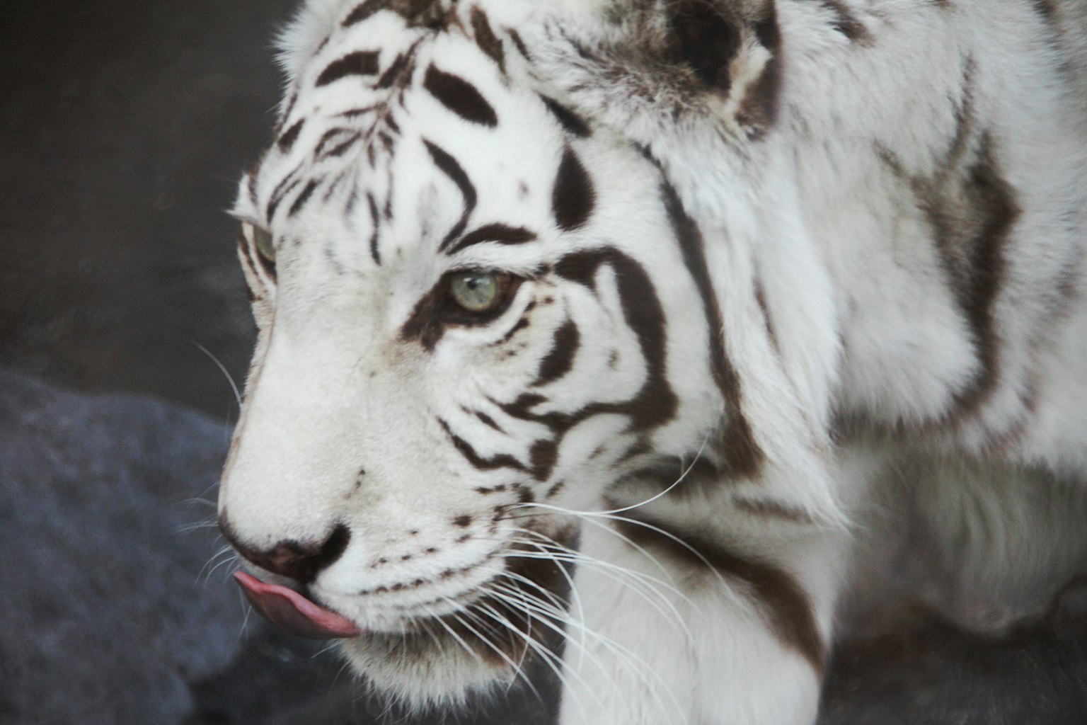 Un maestoso tigre bianco che guarda da vicino con i suoi segni distintivi