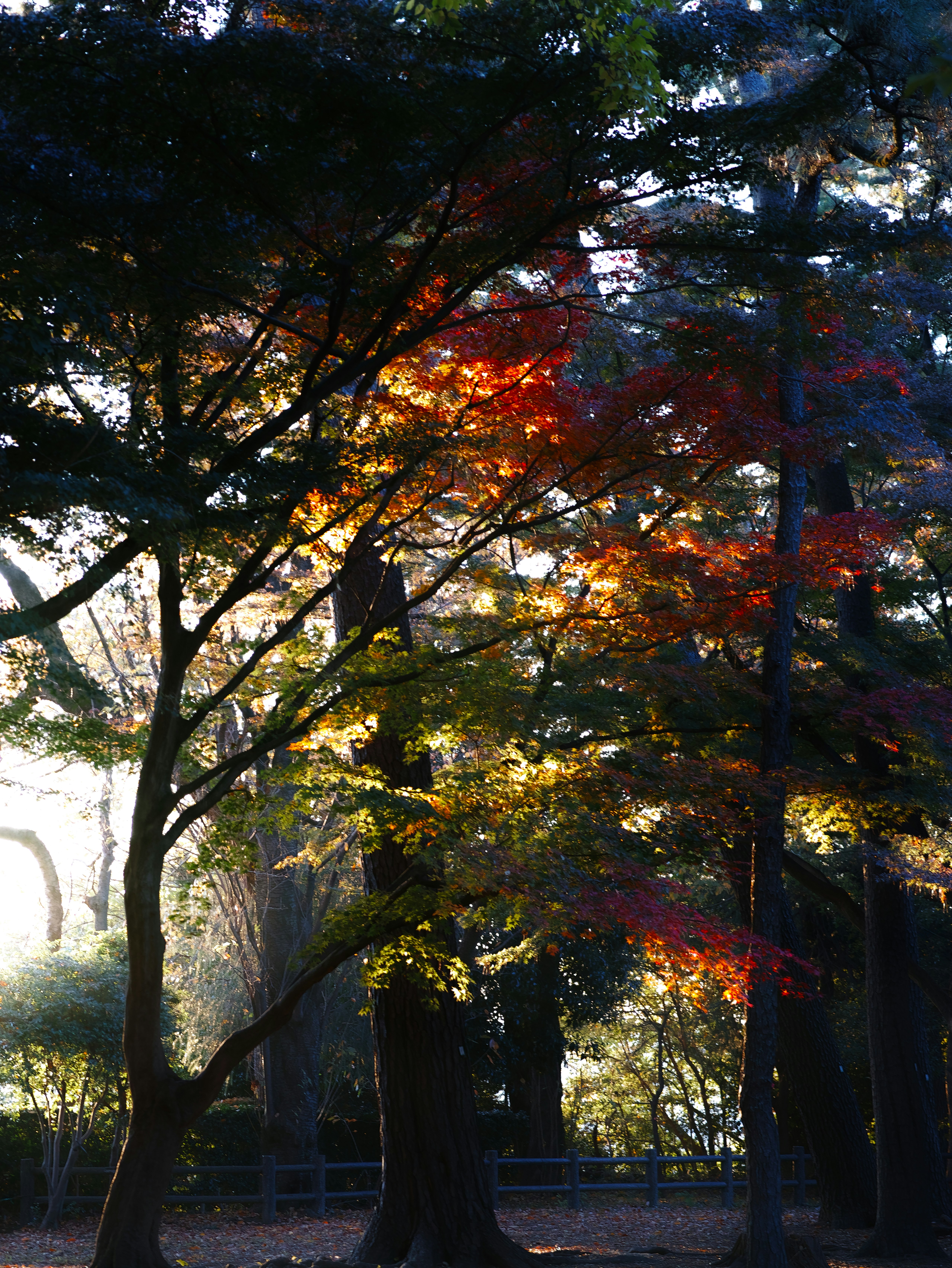 Herbstbäume entlang eines Parkwegs